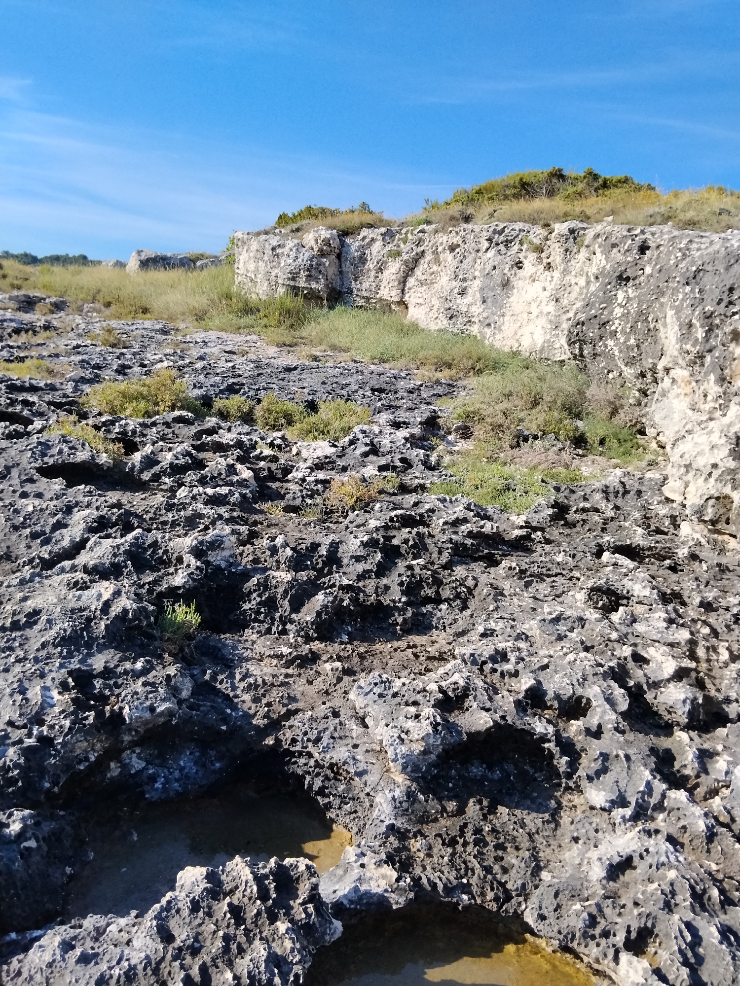 The image depicts a rocky, uneven landscape under a clear blue sky with faint white clouds. The foreground is dominated by dark, porous rocks with a rough texture, interspersed with small patches of green vegetation and some pools of shallow water reflecting the sky. In the background, a large, light-colored rock formation rises, with more vegetation growing on top of it and beyond. The scene appears to be a natural, rugged coastal area. This terrain is characteristic of the Gargano promontory, and specifically, the rocky shores near Vieste, Italy, known for their limestone formations and natural pools. No people or specific man-made structures are visible.