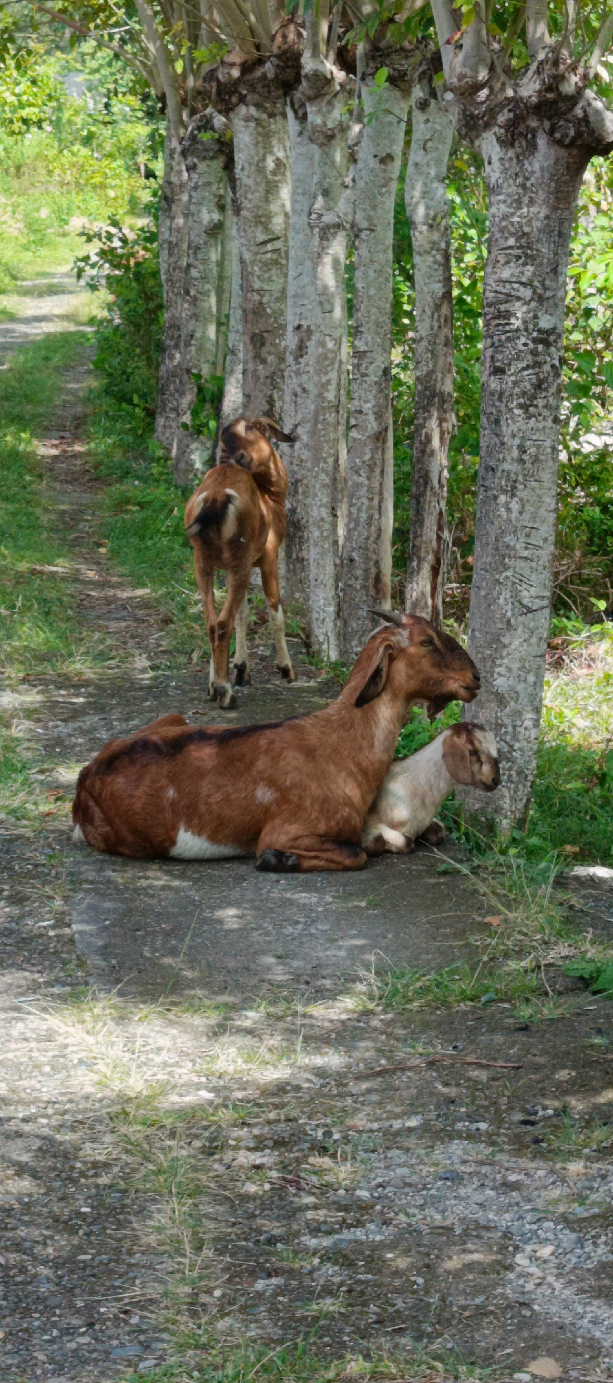 The image depicts a rustic outdoor scene with three goats in the foreground, positioned along a dirt path lined with trees. A mature brown and white goat is lying down on the path, with a smaller, lighter-colored goat nestled beside it. A third goat, primarily brown, is standing in the background, facing away from the camera and appearing to nibble on vegetation. The trees lining the path have rough, textured bark and leafy branches overhead. Lush green foliage is visible on either side of the path, suggesting a rural or semi-natural environment. The lighting indicates it is daytime, with dappled sunlight filtering through the leaves. The location is identified as Meunasahmesjid, Indonesia.