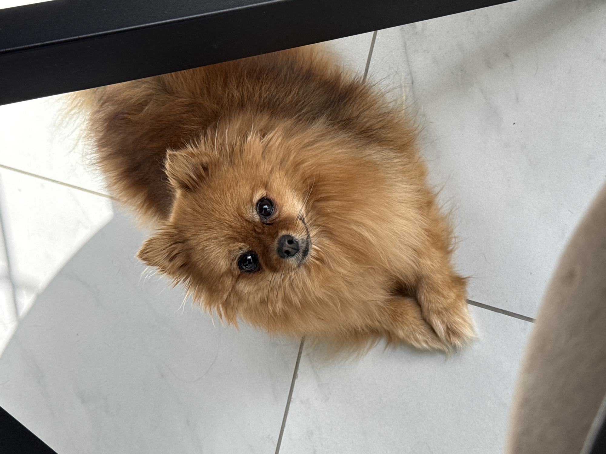 A medium shot, taken from a low angle, depicts a brown Pomeranian dog lying on a light grey tiled floor. The dog is centered and facing upwards towards the camera, with its paws crossed. The scene appears to be indoors, possibly beneath furniture as a black leg of a table is visible in the upper left corner. Part of another object, possibly a chair, is visible on the right side of the frame.
There are no people visible in the image, and no apparent actions or interactions occurring. The focus is strictly on the dog in its current environment.
There is no information to indicate this image was taken in Olginskaya, Russia.