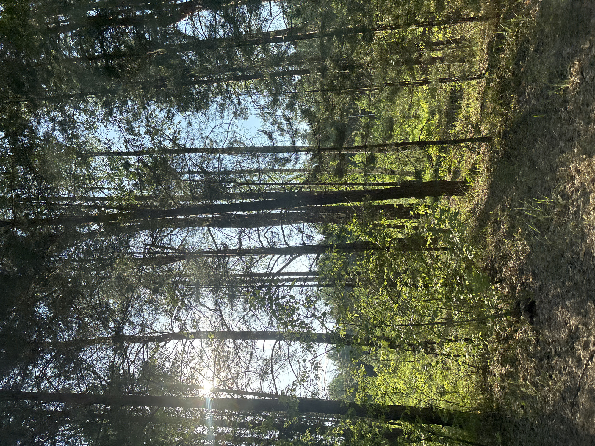 The image shows a forest scene, likely in or near Chaikovsky, Russia, given the prompt's context. Tall, slender trees with dense foliage fill much of the frame, allowing only glimpses of the sky through the upper canopy. Sunlight streams in from the lower left, creating a lens flare effect and illuminating sections of the undergrowth with a bright, dappled light. The forest floor appears to be covered in fallen leaves and debris, forming a path or clearing on the right side of the image. The scene suggests a natural environment with a focus on the dense tree cover and the effects of light filtering through the trees. There are no apparent people or animals visible in the frame.