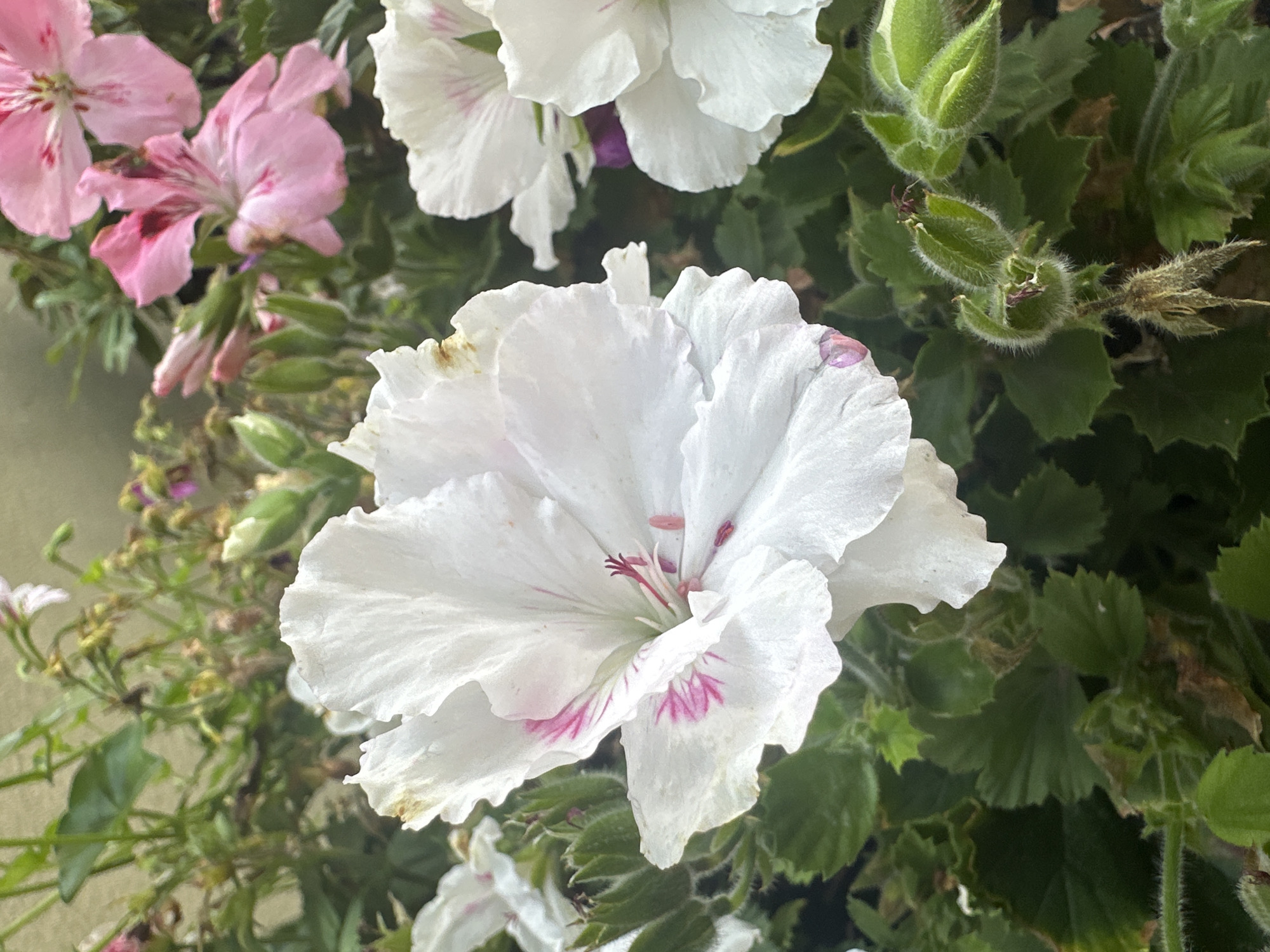 This is a close-up, vertical, eye-level shot of a white geranium in bloom. The flower has ruffled petals with subtle pink markings, and its stamens are visible in the center. The flower is surrounded by lush green leaves and other unfurling flower buds, some of which also show hints of pink. In the background, out of focus, are pink geraniums and more greenery. The lighting suggests an outdoor setting on a cloudy day. The scene is an outdoor garden.