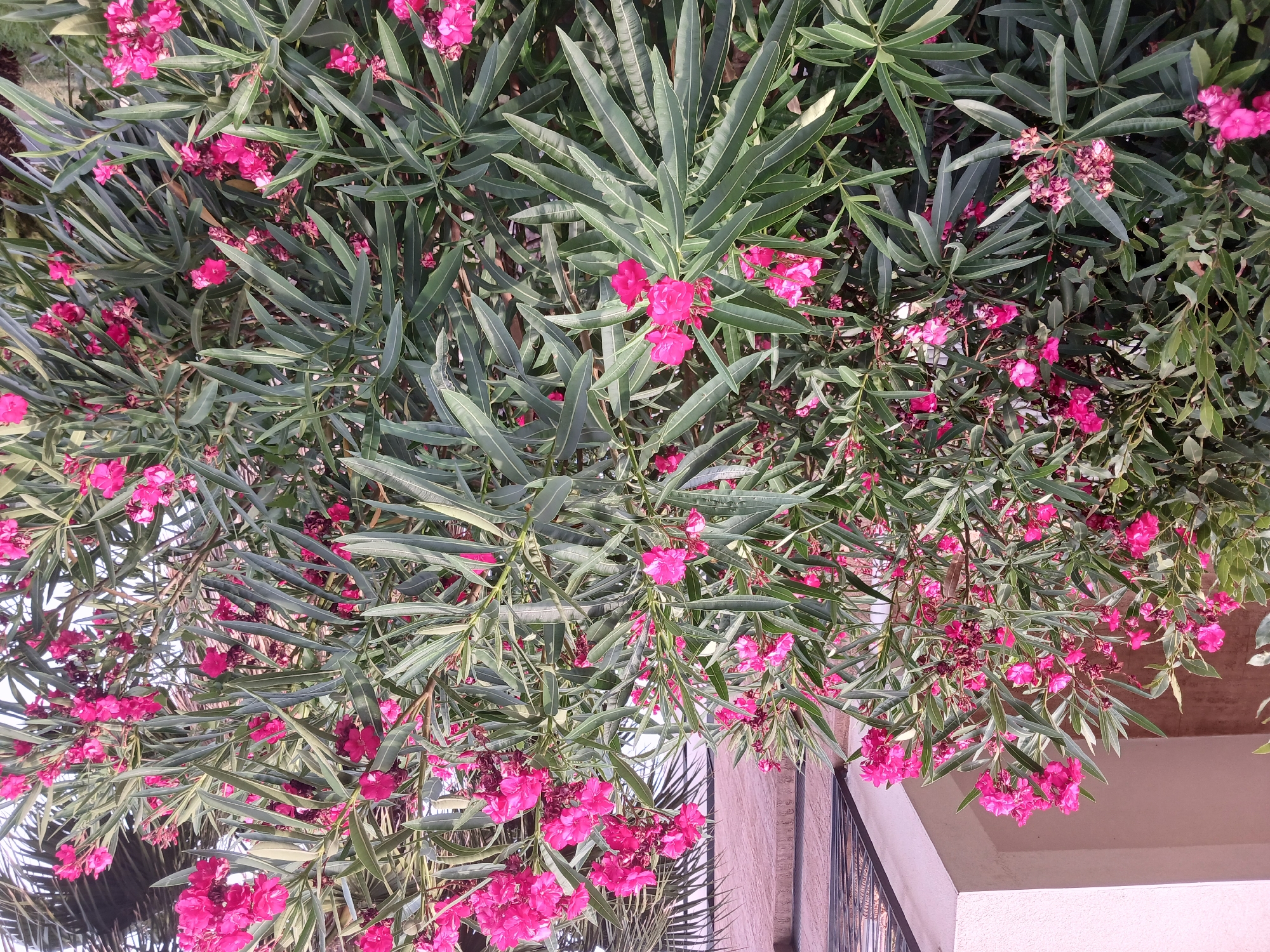 A close-up, eye-level, outdoor shot captures a dense bush with vibrant pink oleander flowers and long, slender green leaves. The bush is positioned in front of a building with a light-colored, textured wall and a darker, vertical lattice-like structure on the right. The lighting suggests it is daytime, with natural light illuminating the scene. The overall impression is of a lush, flowering plant in an urban setting.