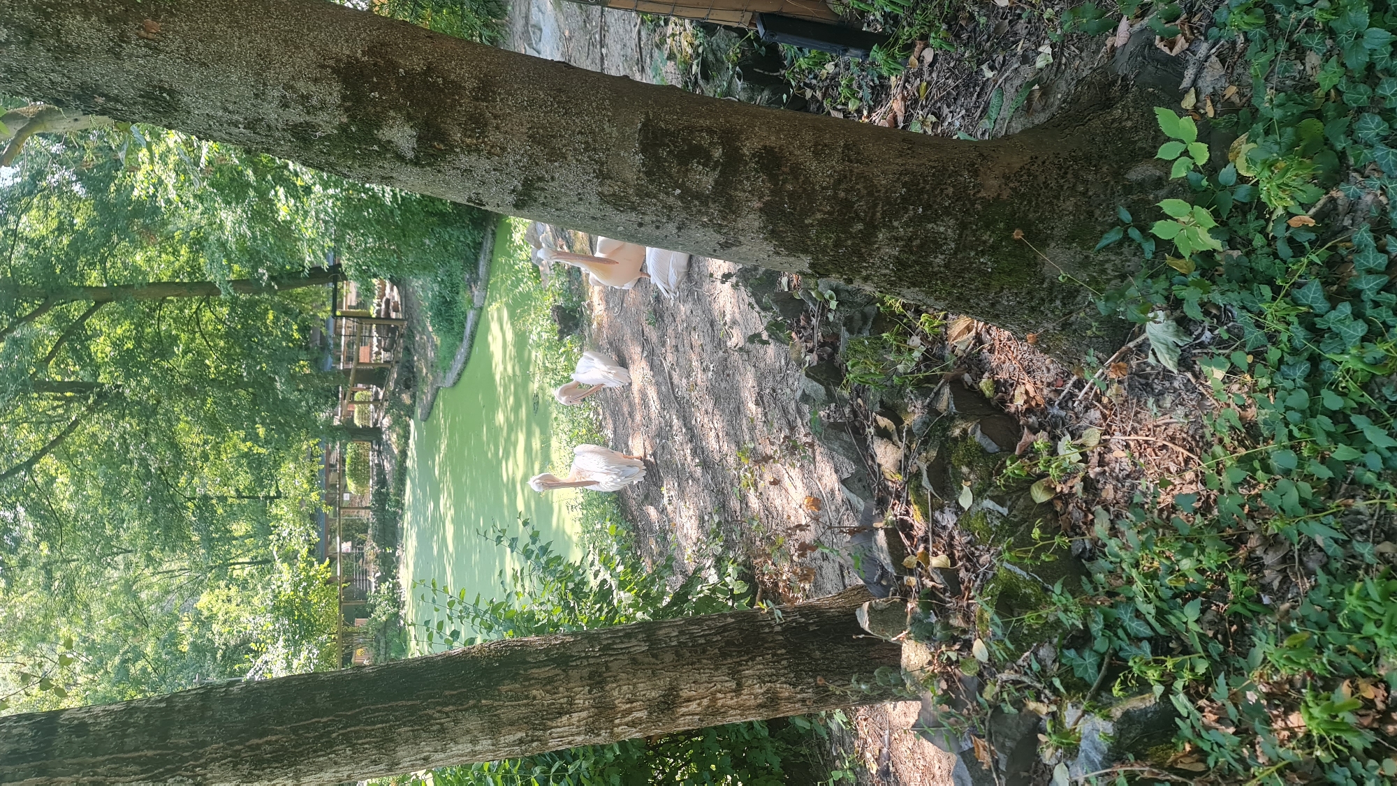 This image depicts a naturalistic enclosure for water birds, likely in a zoo or park setting. In the foreground, two large trees with rough bark frame the scene. The ground is a mixture of dirt, rocks, and lush green ivy. In the middle ground, four white pelicans are visible. One pelican stands facing left, with its beak slightly down. Another pelican is hunched over, facing away from the viewer. A third pelican is standing, facing right. The fourth pelican is lying down on its side, facing away. Behind the pelicans, a bright green, algae-covered pond stretches into the background. The pond is surrounded by dense green foliage and trees, suggesting a shaded, natural environment. In the far background, there appears to be a wooden fence and possibly some structures associated with the enclosure. The lighting suggests a sunny day, with dappled sunlight filtering through the trees. There is no indication of the specific location within Bratislava, Slovakia.
