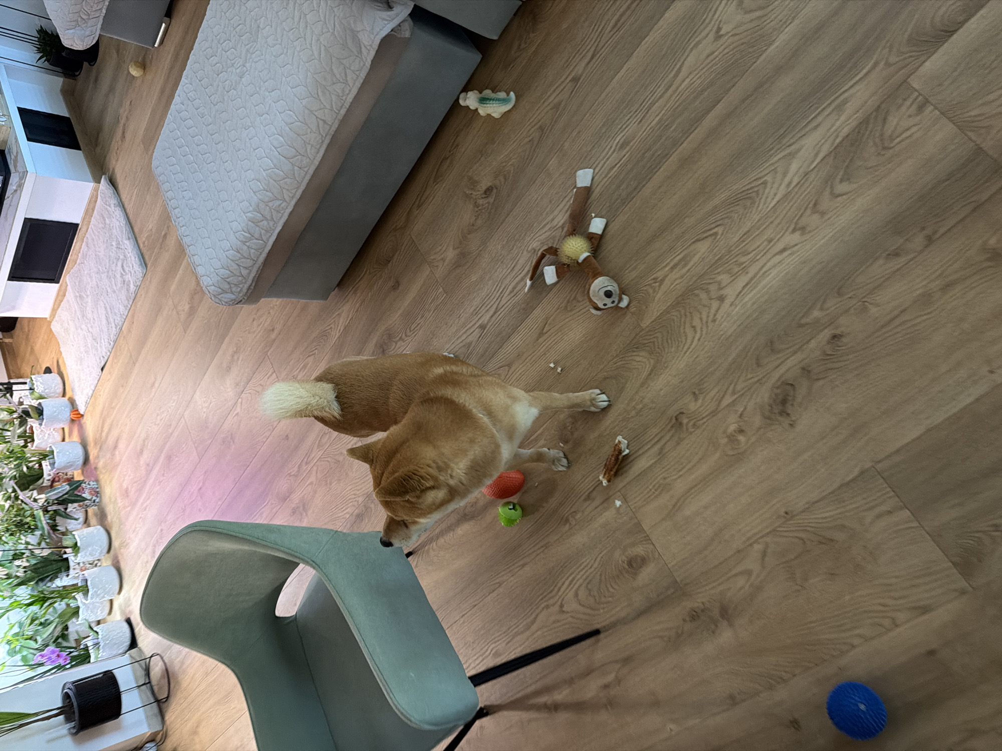 This is a medium shot, eye-level, indoor photograph taken from a slightly elevated perspective, looking down at a shiba inu dog on a wooden floor. The dog, a light brown and white shiba inu, is facing away from the camera, looking down and to its left. Its tail is curled up over its back. Scattered around the dog are various dog toys: a green bumpy ball, a red textured ball, a bone-shaped chew toy, a stuffed monkey toy, and a small alligator toy. To the left of the dog, a modern mint-green upholstered chair with black metal legs is partially visible. In the background, a collection of potted plants sits on shelves and the floor, with some plants illuminated by a pinkish light. Further in the background, a light-colored rug lies on the floor in front of a white and black fireplace. A grey ottoman with a quilted cover is positioned to the right of the dog. The overall scene suggests a domestic living space. Based on the provided information, the location is Priseltsi, Bulgaria.