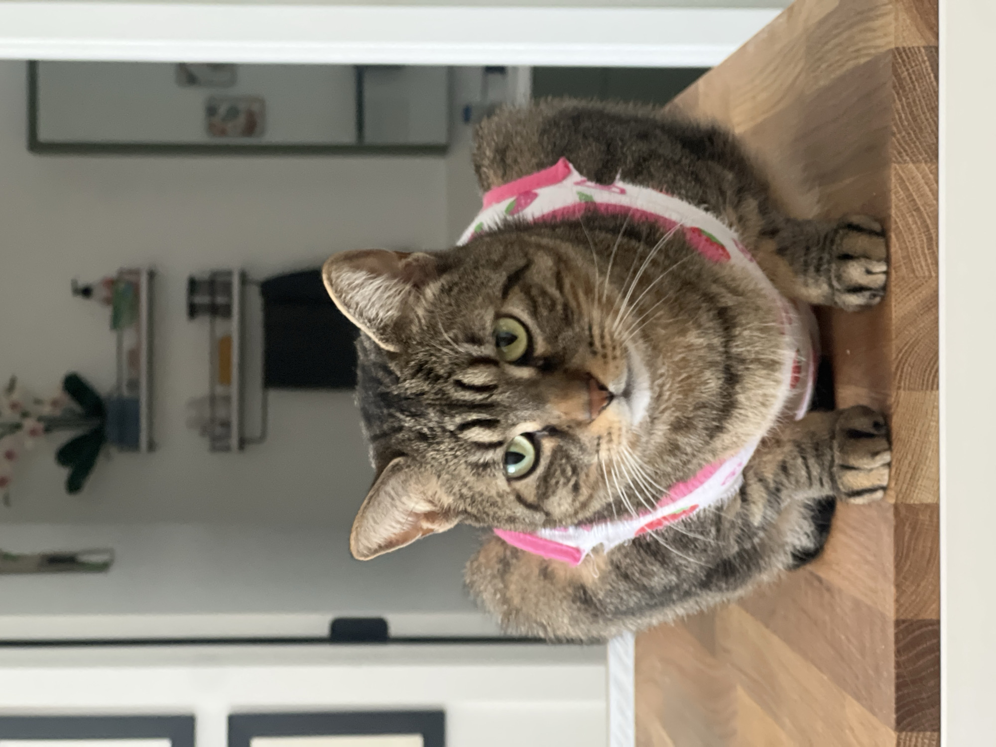 A tabby cat is centered, facing forward, seated on a light brown wooden surface, likely a countertop or table, in the city of New York, United States of America. The cat wears a pink and white fabric harness or vest patterned with red strawberries. Its fur is a mix of brown and black stripes and swirls, and its eyes are green. The background is blurred, revealing an indoor environment with white walls. To the left, a portion of a black-framed object is visible. In the center-right, two white wall-mounted shelves hold small items, including bottles and potted plants. A dark object hangs below the lower shelf. To the far right, a white doorframe leads to an indistinct area.