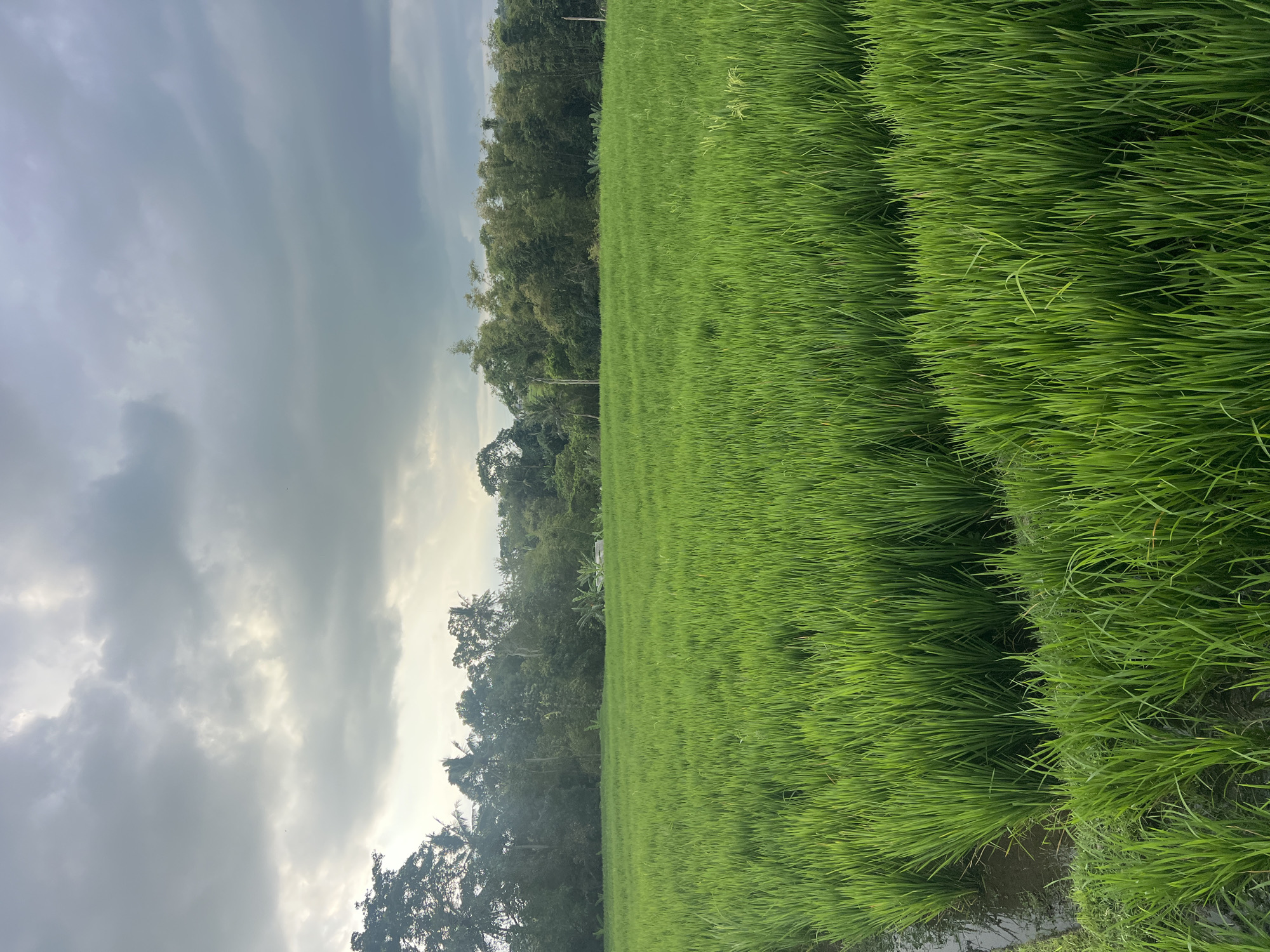 The image depicts a lush, green rice paddy field in Kediri, Indonesia, under a cloudy sky. The foreground is dominated by rows of vibrant green rice plants, some partially submerged in water, creating a textured and undulating landscape. In the mid-ground, a line of dense tropical trees forms a natural border, with some taller palm trees interspersed among them. Further in the background, a few structures, possibly small buildings or sheds, are visible nestled amongst the foliage. The sky is overcast with layers of gray and white clouds, with hints of sunlight breaking through in the upper left portion of the image, casting a soft light over the scene. The overall impression is one of natural beauty and agricultural productivity. There are no people or animals visible in the image.