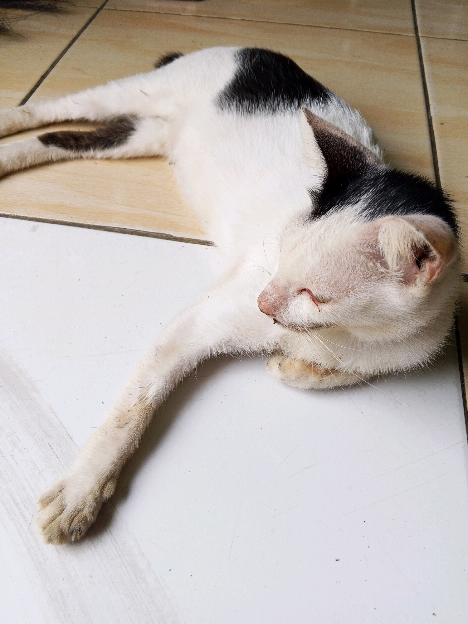 A black and white cat is lying on a tiled floor. The cat is resting on its side with its legs extended. Its fur is mostly white with black patches on its back and head. The cat's eyes are closed, and its head is resting on its paws. The floor is made of light-colored tiles with dark grout lines. There are some dust particles and debris on the floor. The image appears to have been taken in an indoor or semi-outdoor setting, likely in a residential area in Deli Tua Timur, Indonesia, given the typical flooring and the subject.