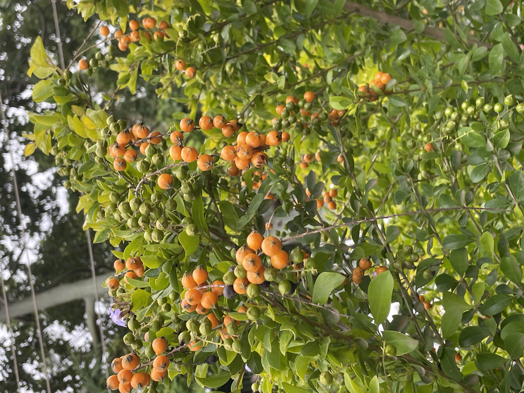 The image captures a close-up view of a duranta tree laden with ripe, orange berries and clusters of green berries. The branches are densely covered in glossy, dark green leaves, creating a lush backdrop for the fruit. A small, delicate purple flower is visible amongst the berries and leaves, adding a touch of color. The berries are spherical and appear to be in various stages of ripeness, with some still green and others a vibrant orange. The background is softly blurred, showing hints of other trees and a structure that resembles a fence or trellis. The lighting suggests it is daytime, with sunlight filtering through the leaves, creating highlights and shadows. The overall scene evokes a sense of nature's abundance and the changing seasons, as the tree bears both developing and mature fruit. The photograph is taken from a perspective that emphasizes the density of the foliage and the fruit. There is no visible text in the image.