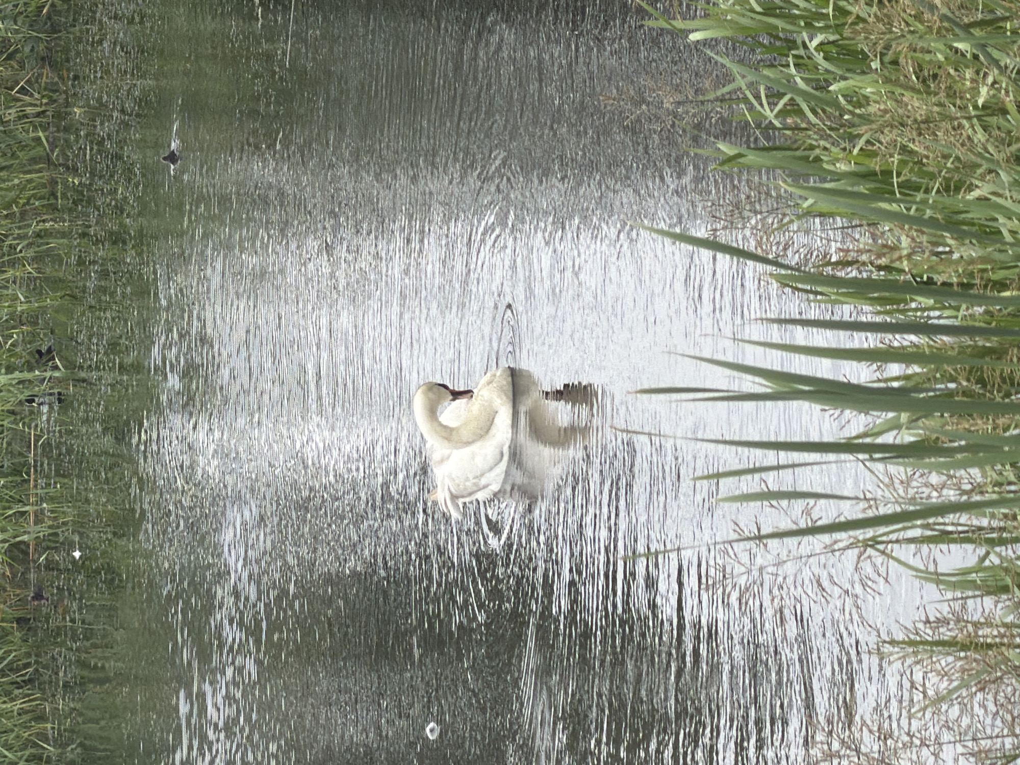 A Mute Swan is swimming in a body of water, with its head tucked into its back. The swan is white and appears to be grooming itself. The water is rippled, suggesting movement. In the background, tall green reeds line the edge of the water. The scene is outdoors, with the lighting suggesting an overcast day. This image does not contain any information that can identify its location in the city of Szczecin, Poland.