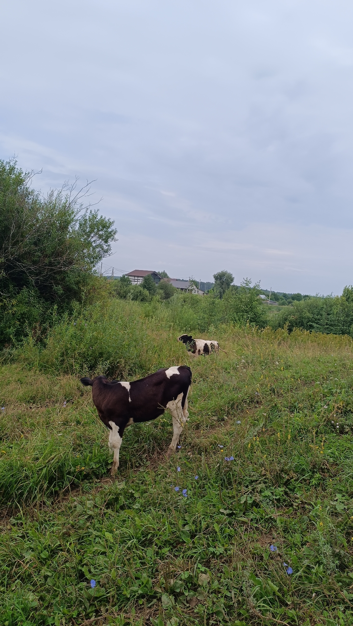 A black and white cow stands in a field of green grass and wildflowers under a cloudy sky. In the background, another cow is visible amongst the tall grass. Beyond the field, several houses and trees form a rural landscape. The scene appears to be in Karsha, Russia, given the architecture and vegetation.