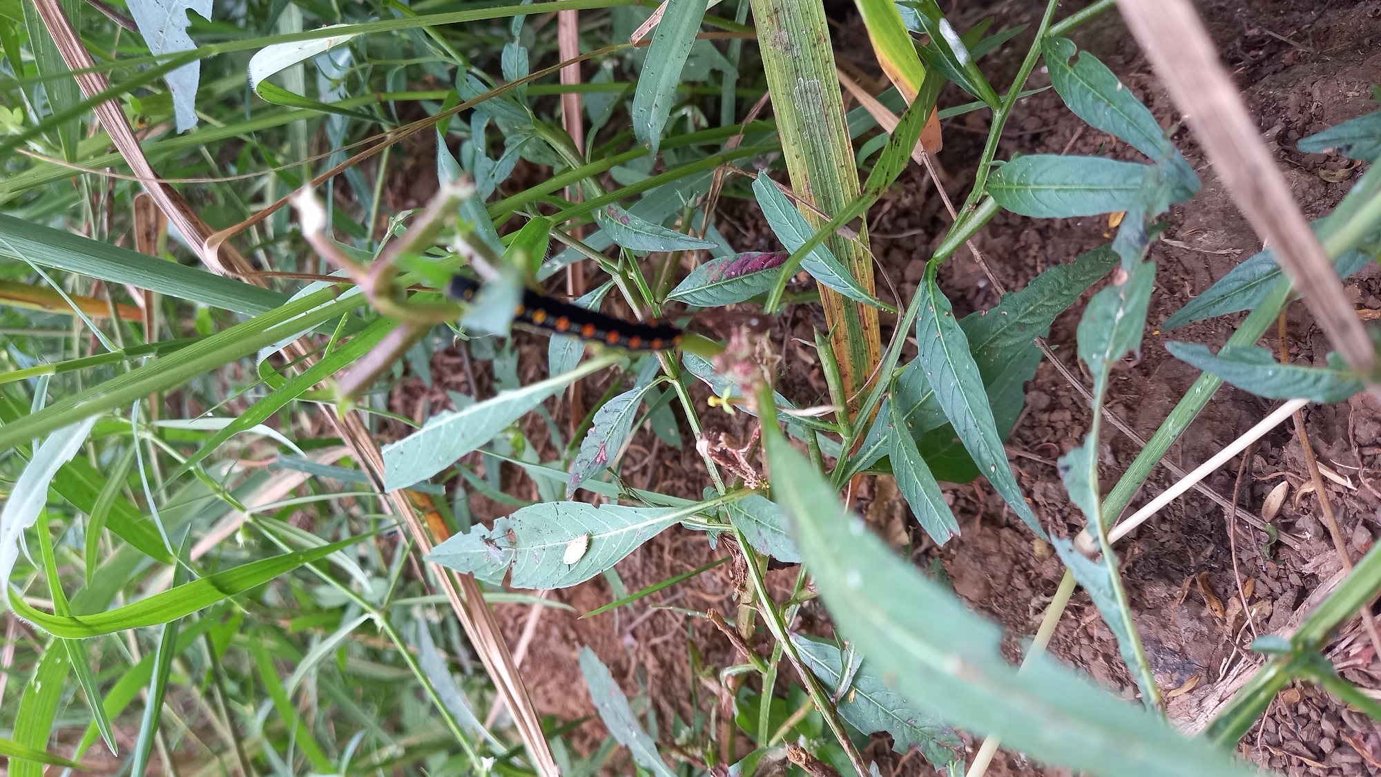The image depicts a close-up view of a caterpillar with black and orange markings crawling on a green plant stem in Sidamulya, Indonesia. The surrounding environment consists of green foliage, brown soil, and dry plant debris. The lighting suggests an outdoor setting with natural light. There are no people visible in the image.