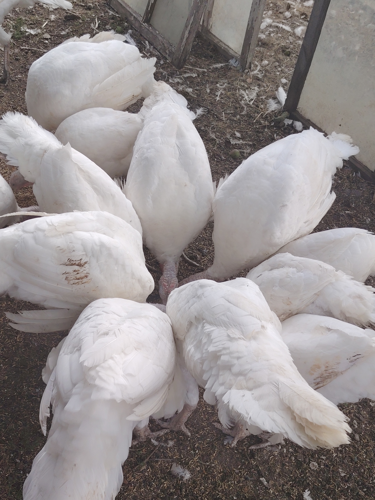 A flock of white turkeys are gathered in an outdoor pen. The turkeys are mostly facing downwards, some with their heads tucked under their bodies, and their white feathers are prominent. The ground is covered in dirt, straw, and scattered feathers. In the background, there are wooden structures with glass or clear plastic panels, suggesting a farm or agricultural setting. The overall impression is of a tranquil scene of domestic fowl in their enclosure. The image is not set in a city; it is an outdoor farm scene.