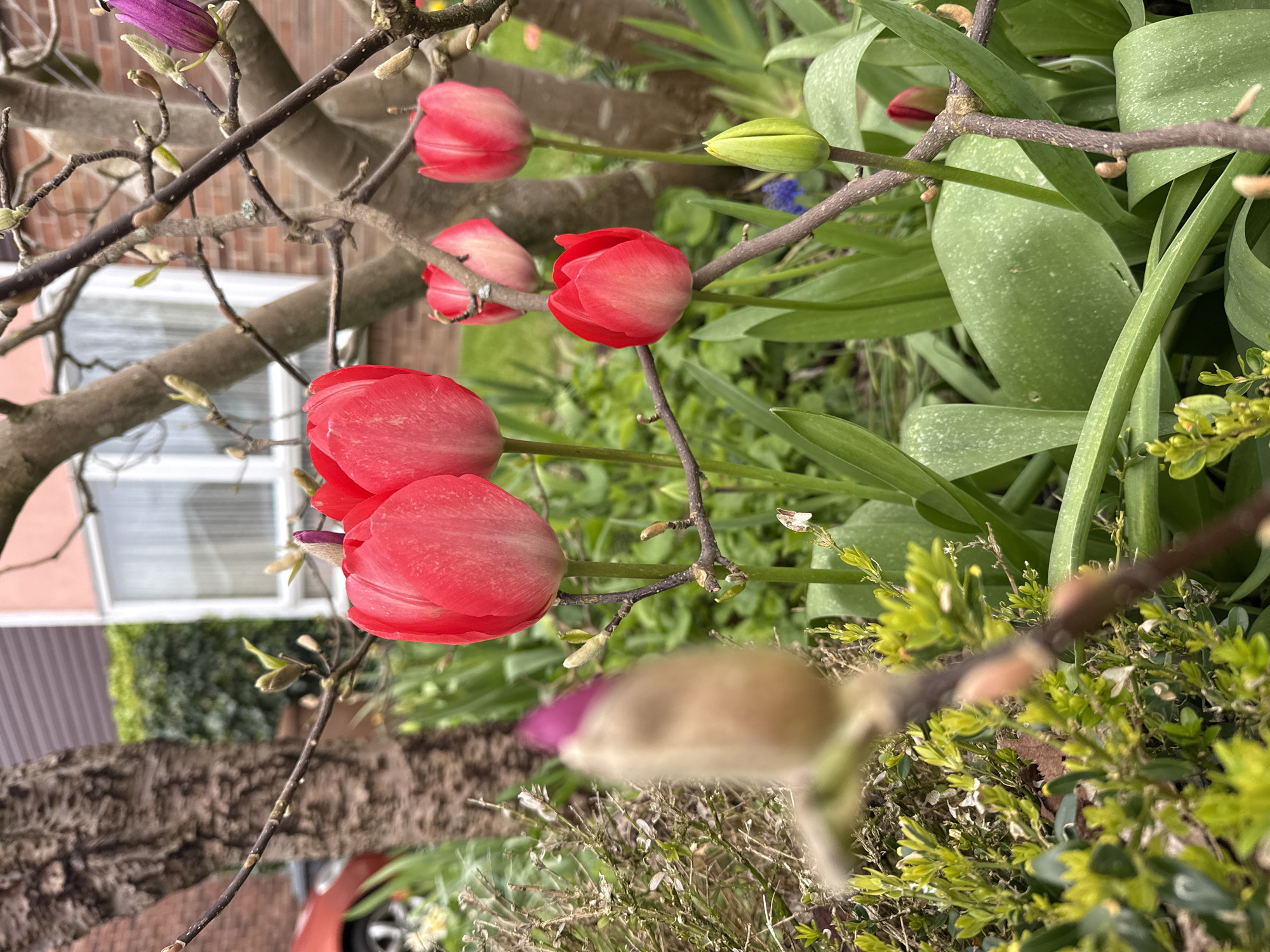 The image depicts a close-up view of a garden or yard, likely in the spring season. Red tulips are prominently featured, still in a closed or partially open state. These tulips are intertwined with the bare branches of a tree or shrub, which also has buds on it. Other greenery and foliage fill the background, with various textures and shades of green visible. A building is partially visible in the background, and a red car can be seen further down. The image is rotated 90 degrees counterclockwise, with the original bottom of the image now on the left side. There is no information available about the location in the city of Great Yarmouth, United Kingdom.