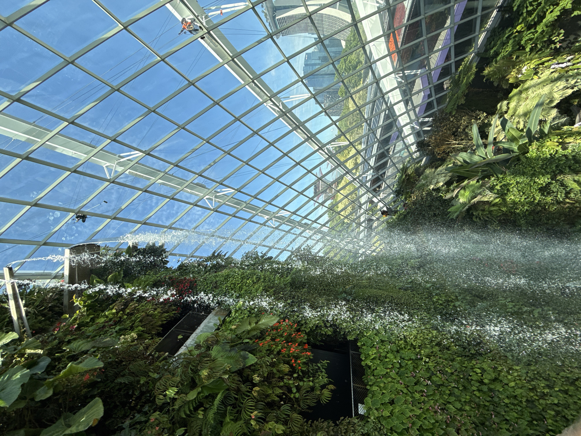 The image shows an interior view of the Cloud Forest at Gardens by the Bay in Singapore. A lush vertical garden with various green plants and some red flowers covers a large portion of the frame. Water is being sprayed or poured onto the plants. Above, a clear, grid-like structure forms the ceiling, allowing a view of the sky and surrounding city buildings. There appear to be two workers suspended on the ceiling structure, possibly for maintenance.