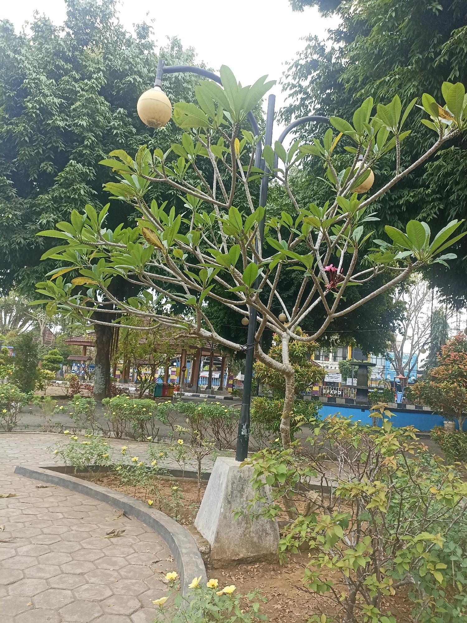 The image captures a view of a park-like area in Kebumen, Indonesia, on an overcast day. The foreground features a paved walkway made of hexagonal concrete tiles, with a curved concrete border. Several small yellow flowers are visible along the border and in the surrounding soil. A street lamp with a spherical, pale yellow light fixture stands in the center-left of the frame. It is mounted on a dark pole and supported by a rough concrete base. In front of the lamp is a small tree with sparse, light-colored branches and clusters of green leaves. A single pink flower can be seen on one of its branches. Behind the tree, a larger tree with dense green foliage dominates the background. To the right of the street lamp, a variety of shrubs and smaller trees with green and reddish-brown leaves are present. In the mid-ground, a blue wall is visible, beyond which are buildings with colorful decorations and elements suggestive of a playground or recreational area. The overall environment appears to be a public outdoor space designed for relaxation and recreation.