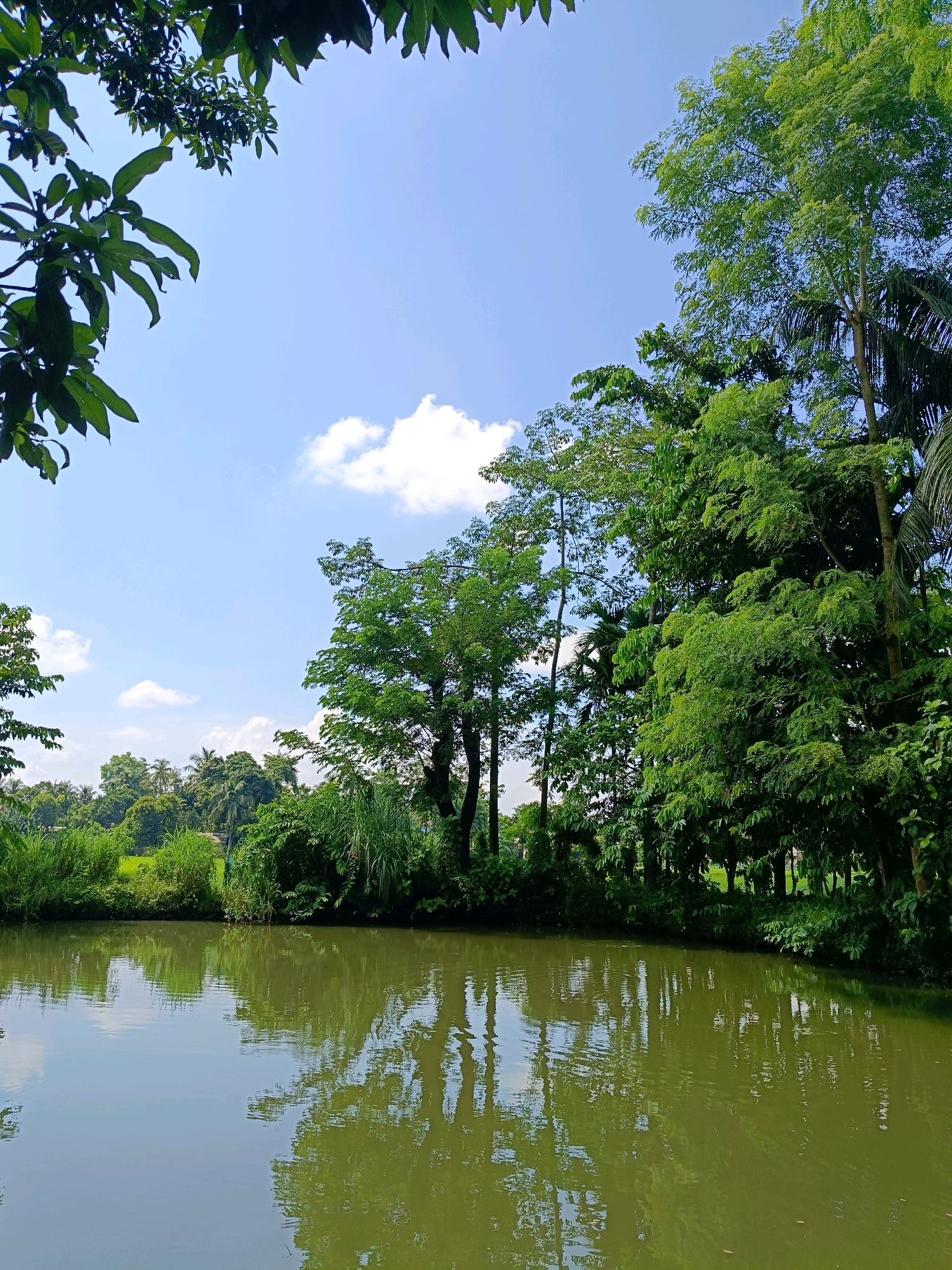 The image depicts a tranquil scene in the city of Hatipara, India, featuring a body of calm, green water reflecting the surrounding lush vegetation and a bright blue sky with scattered white clouds. The foreground is dominated by the water, which occupies approximately the bottom half of the frame. The water's surface is mostly smooth, with ripples causing distorted reflections of the trees and the sky.
Along the far bank of the waterbody, a dense array of trees and tall grasses creates a vibrant green wall. These trees are varied in height and foliage, with some having large, broad leaves and others a more feathery appearance. The foliage is thick and healthy, suggesting a tropical or subtropical climate.
In the background, more trees and greenery are visible, hinting at a rural or semi-rural setting. The sky above is a clear, vivid blue, punctuated by several fluffy white clouds. The light suggests it is daytime, likely mid-morning or afternoon, given the brightness and clear skies. The overall impression is one of natural beauty and serenity. There are no people or any visible signs of human activity in the frame.