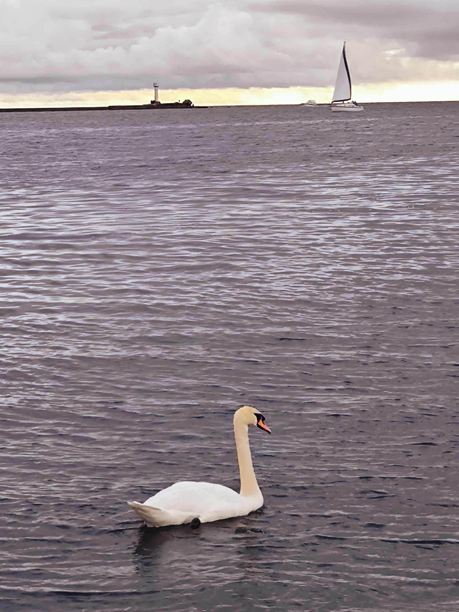 In the foreground, a single white swan with an orange beak floats on dark, rippling water. The swan is positioned in the lower right quadrant of the image, facing left with its head turned slightly towards the viewer. Its neck is gracefully curved. In the middle ground, a narrow, dark pier extends horizontally across the frame. Atop the pier, a white lighthouse with a black top stands to the left, accompanied by a small building. Further to the right, a white sailboat with a tall, triangular sail navigates the water. The background consists of a hazy sky with muted gray clouds, illuminated by a pale yellow band of light near the horizon. The overall scene appears to be a coastal or harbor area. This imagery is consistent with views from the Daugava River estuary or the Gulf of Riga, where lighthouses and sailboats are common sights, and swans can often be found.