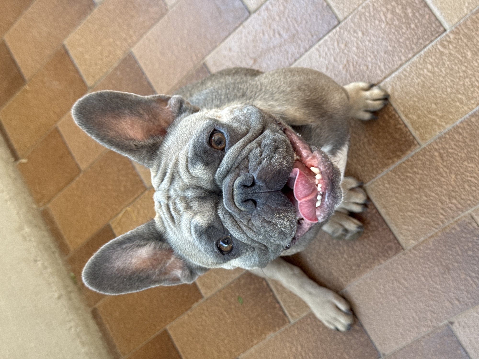 A French Bulldog is sitting on a tiled floor, looking up and panting. The dog has fawn-colored fur, large upright ears, and a wrinkled face. Its mouth is open, revealing its pink tongue and white teeth. The floor is made of rectangular tiles in various shades of brown and tan. The background is blurred, but appears to be an outdoor setting, possibly a patio or walkway. The scene is well-lit, with natural light casting soft shadows.