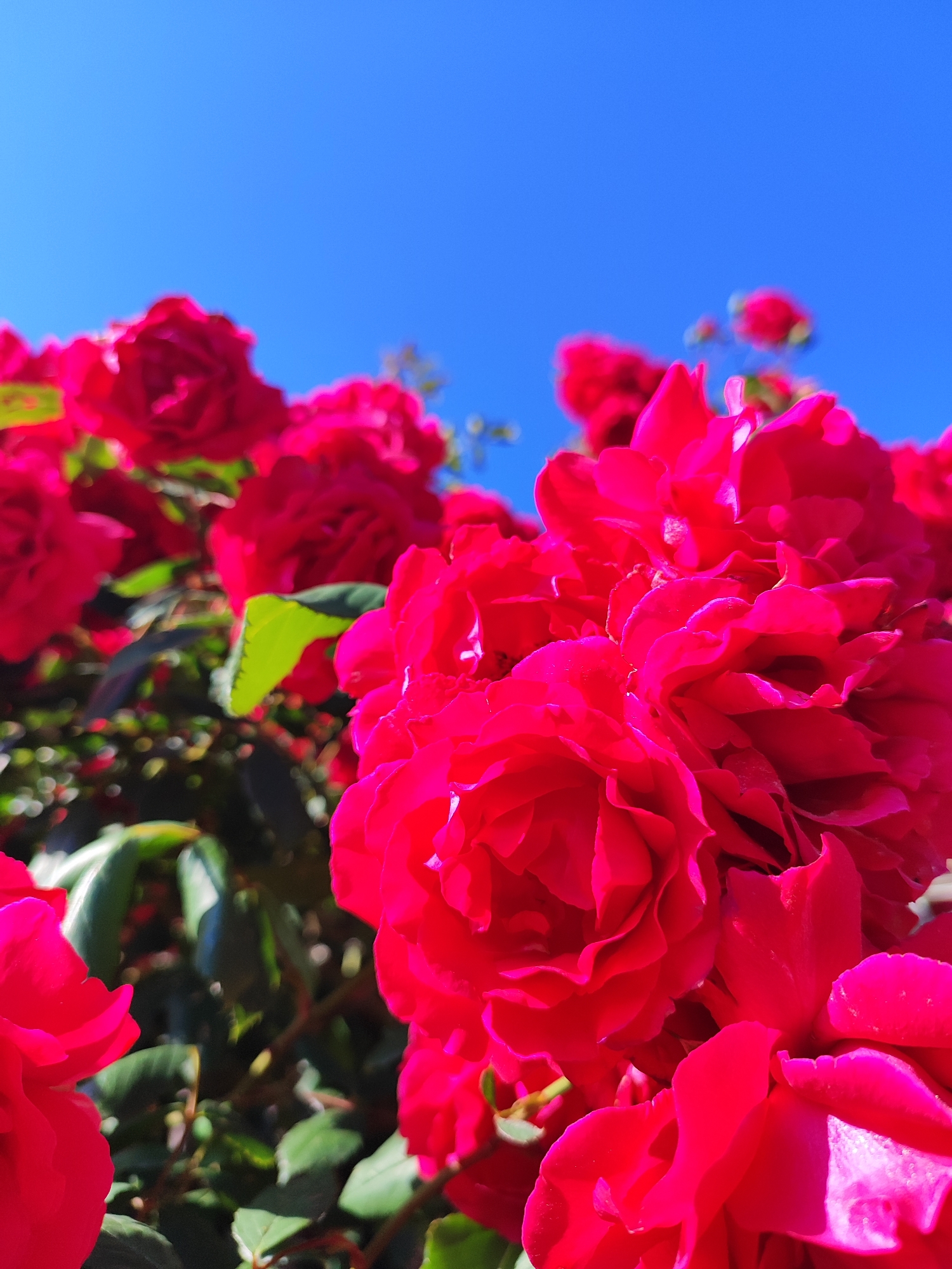 The image features a close-up view of vibrant red roses against a clear blue sky. The roses are densely clustered, filling the majority of the frame, and are in full bloom. Green leaves are visible among the roses, adding contrast to the vivid red. The sky is a uniform, bright blue, providing a backdrop that accentuates the colors of the roses. The image might be taken in the city of Krasnodar, Russia, but there are no additional details to confirm this.