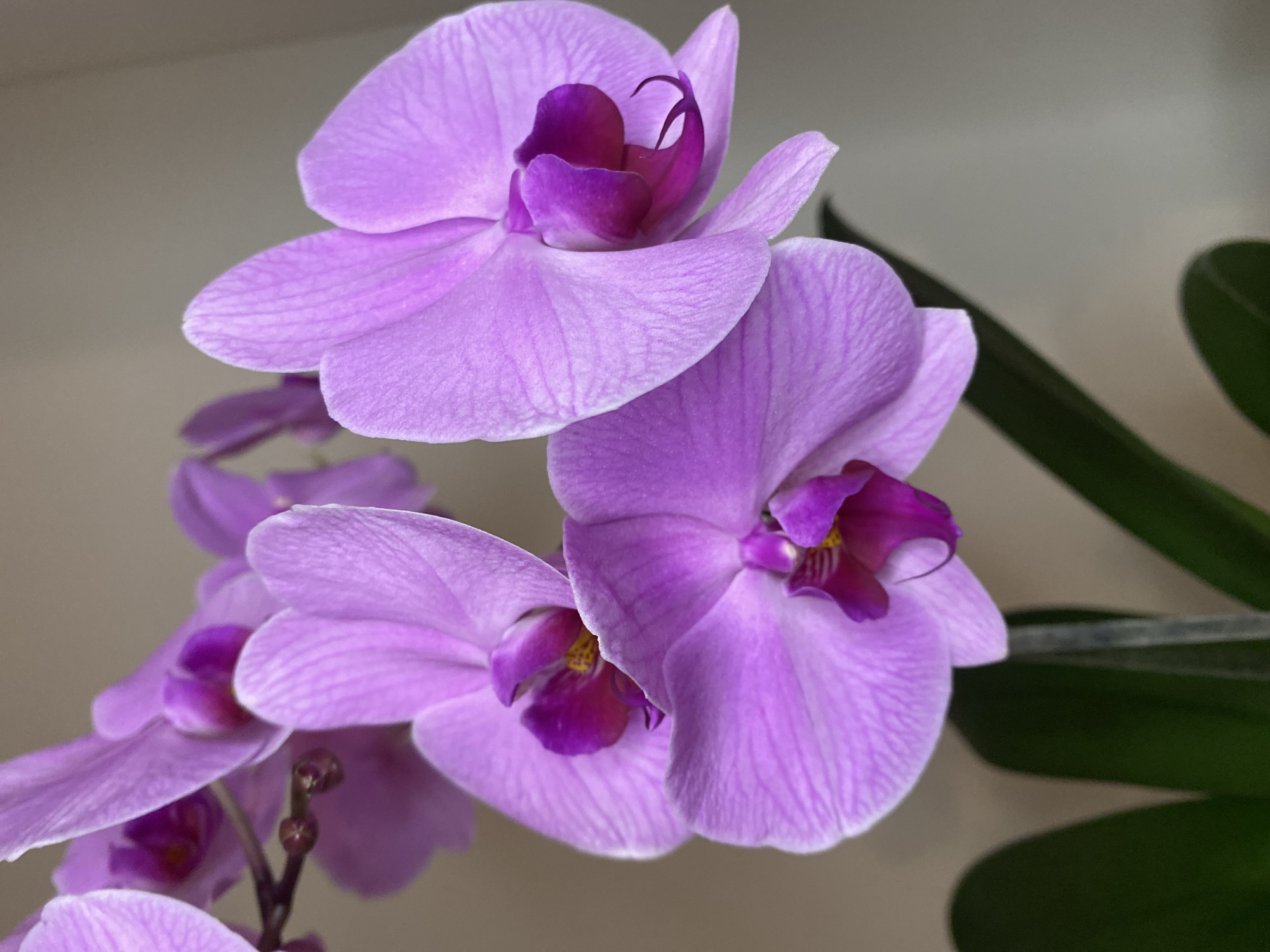 The image shows a close-up of a cluster of purple orchids with dark purple centers. The flowers are in full bloom and display prominent veins on their petals. Green leaves are visible in the background on the right. The background appears to be a plain, light-colored wall. There is no information in the image to suggest this picture was taken in Alanya, Turkey.