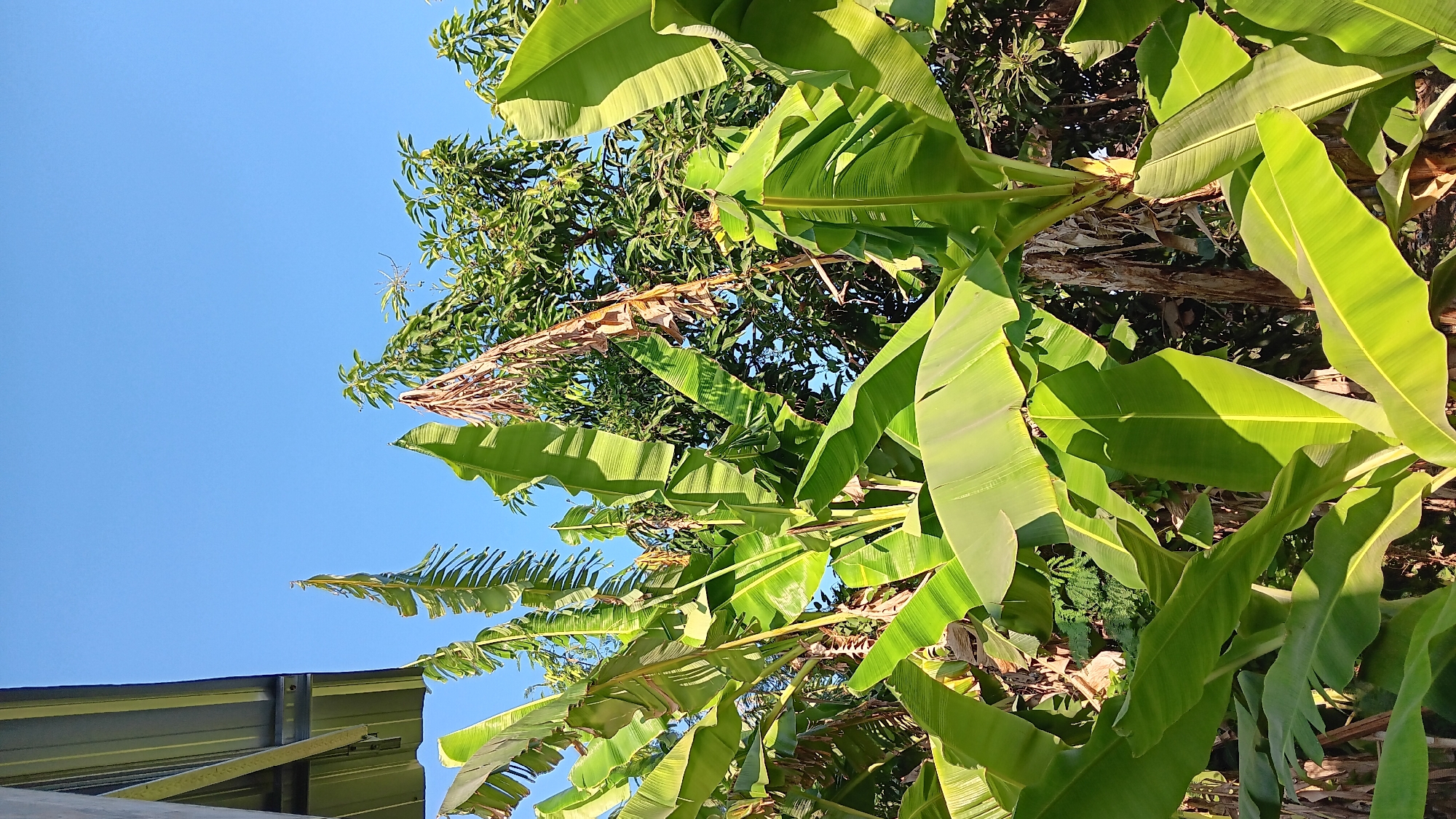 The image captures a vibrant outdoor scene dominated by lush green banana leaves under a clear blue sky. The banana plants are tall and broad, with their characteristic large, elongated leaves catching the sunlight. Some of the leaves appear to be slightly dried or damaged, showing brown edges and wilting. In the background, a dense canopy of other trees, possibly mango trees given their leafy appearance, creates a textured backdrop. A portion of a metallic roof, likely part of a building, is visible in the upper left corner, suggesting a residential or agricultural setting. The lighting indicates a sunny day, possibly in the morning or afternoon, casting shadows and highlighting the textures of the foliage. The overall impression is one of natural abundance and tropical vegetation. The specific location of Sonobekel, Indonesia, implies a humid, tropical climate suitable for such plant growth.