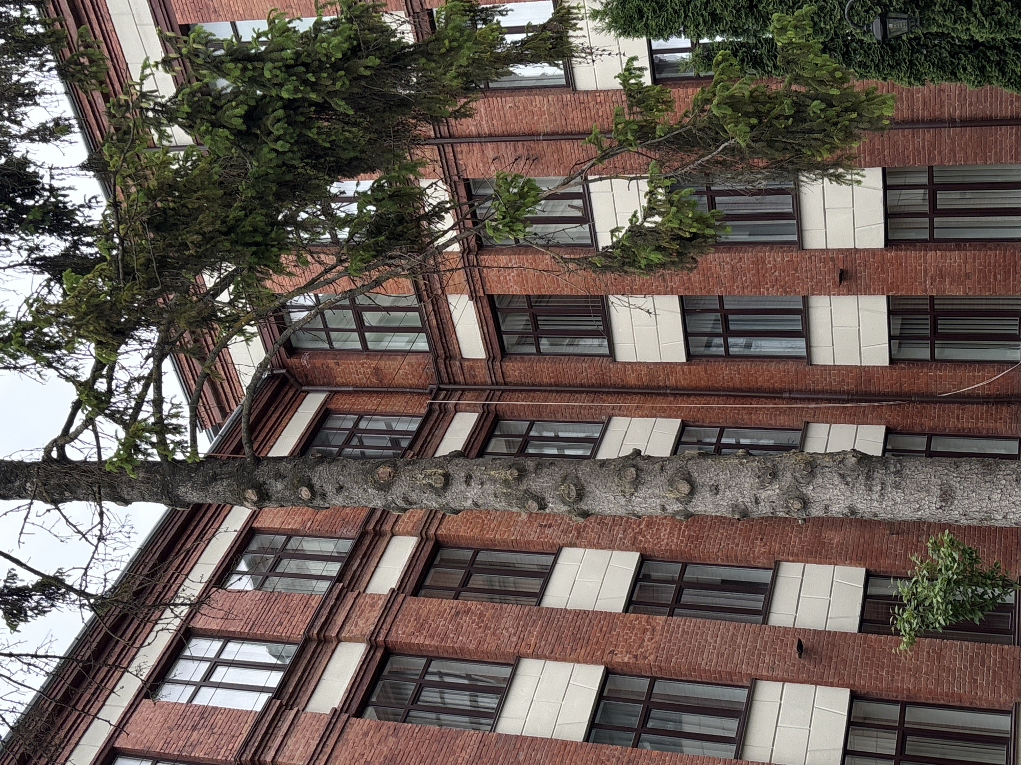 A low-angle shot showcases a multi-story building of red brick construction. The architectural style features rectangular windows with dark frames and rectangular white accents in between them, arranged in parallel horizontal rows along the facade. A tree, positioned diagonally, dominates the left portion of the view. Its thick trunk and branches obscure sections of the building. The sky is visible through the tree's branches, revealing an overcast weather. The photograph appears to have been taken in an urban setting.