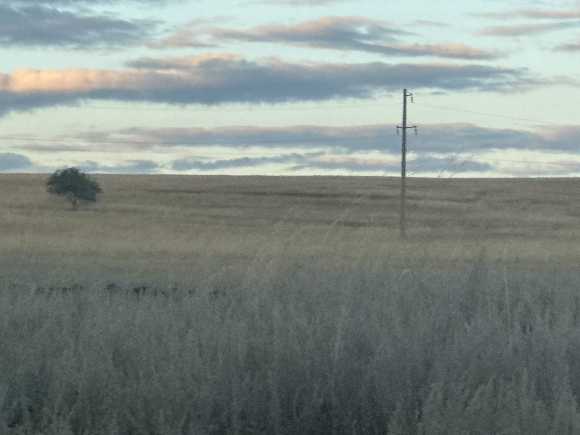 An outdoor, landscape, medium shot captures a vast, dry, grassy field under a cloudy sky. A solitary, dark green tree stands to the left of the frame, its branches spread wide. A tall, wooden utility pole with crossbars and wires is positioned to the right, its silhouette stark against the muted sky. The ground is covered in dry, tan grass, with some darker patches suggesting vegetation or shadows. In the distance, there appear to be a few faint, dark shapes, possibly animals. The sky is a soft blue with horizontal bands of pink and gray clouds, suggesting either sunrise or sunset. The image has a slightly blurred, grainy quality. This image is not located in the city of Васильевка, Russia.