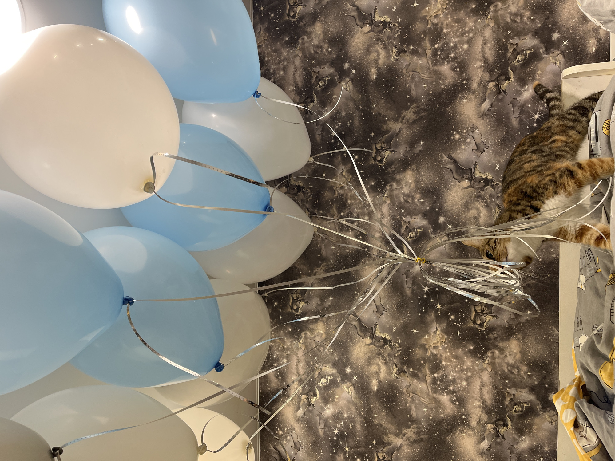 A tortoiseshell cat is positioned on a white surface, partially obscured by a bunch of light blue and white balloons with silver ribbons. The cat's head is visible to the right, and its body extends to the left. The balloons are floating upwards, with their ribbons trailing downwards. The background features dark wallpaper with a celestial pattern of clouds, stars, and nebulous formations. The scene appears to be indoors, possibly in a bedroom, as evidenced by the bedding visible in the lower part of the image. There is no indication of the location being in Nizhny Novgorod, Russia.