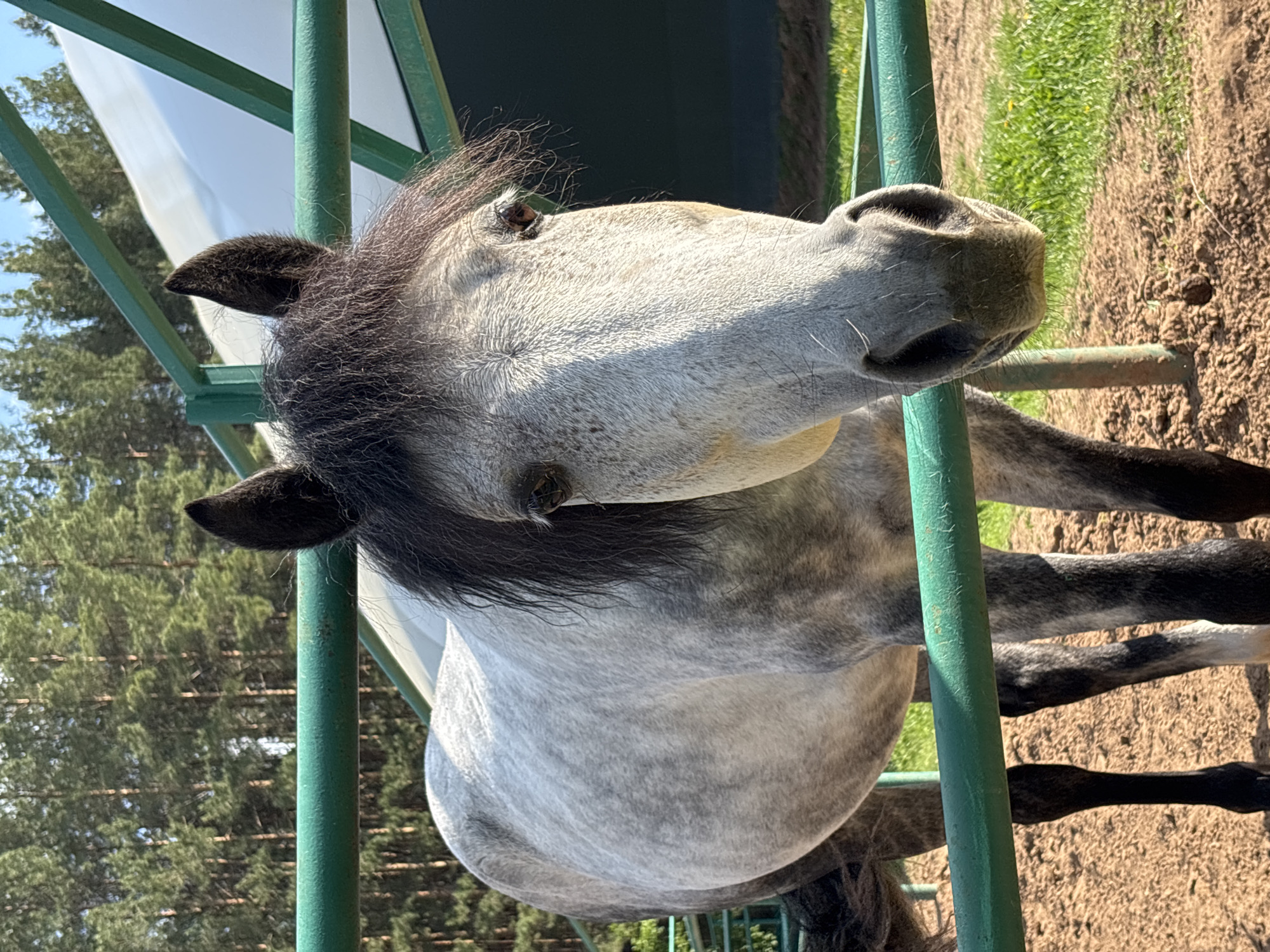 The image shows a grey horse with a dark mane standing behind a green metal fence. The horse is facing forward, looking at the camera. The background shows a forest of green trees and blue sky. The ground is brown dirt and grass. The location is Русский Вожой, Russia.