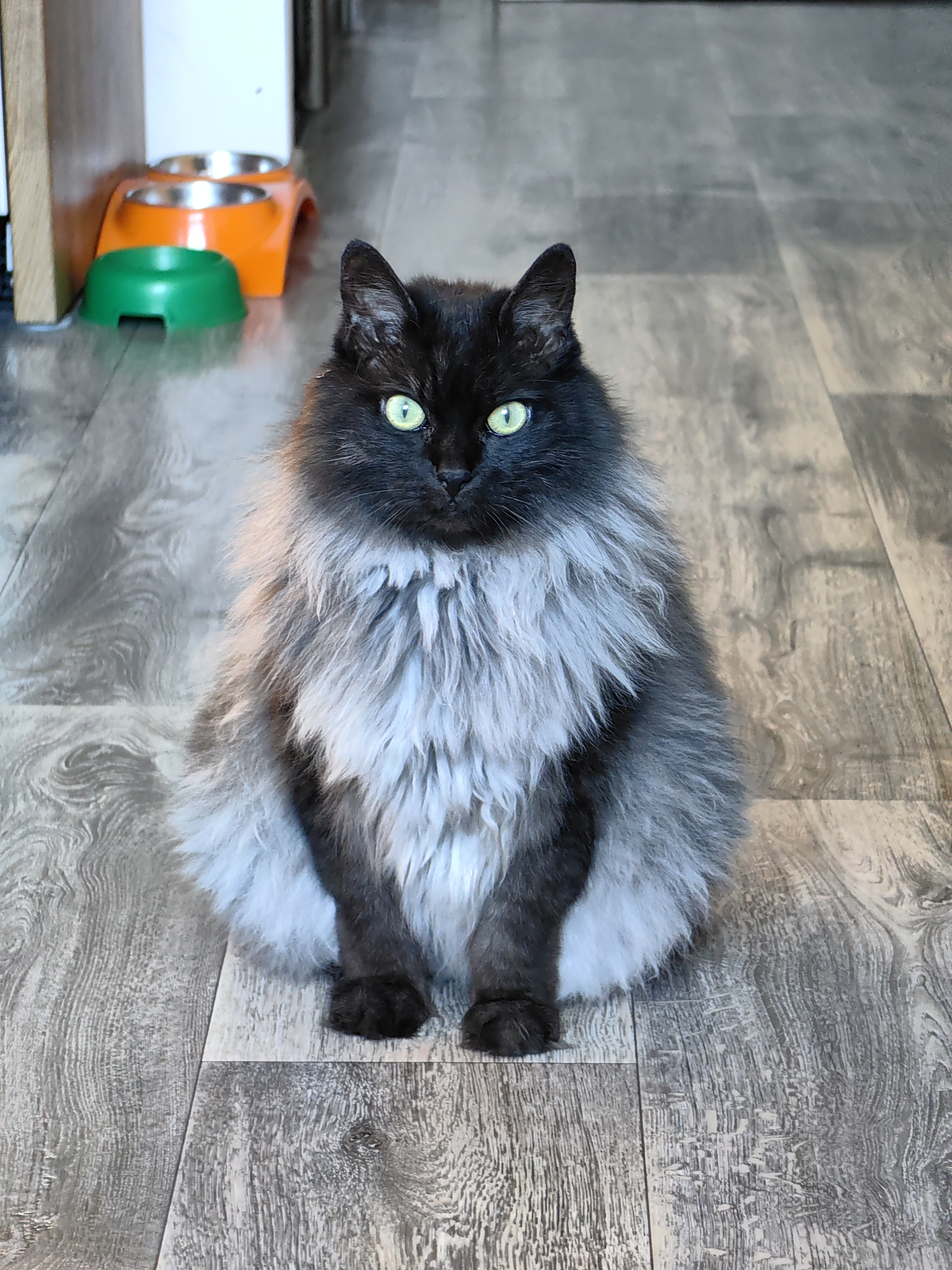 A medium shot captures a fluffy, long-haired black cat with bright green eyes sitting on a wooden floor. The cat is facing forward, with its paws tucked beneath it. The cat's fur is a mix of black and grey, with a prominent mane around its neck. In the background, to the left of the cat, are two pet bowls, one orange and one green, placed on the floor near a wooden cabinet. The lighting is natural, and the focus is on the cat. The scene appears to be indoors, possibly in a residential setting. There is no indication of the city of Sochi, Russia, in the provided image.