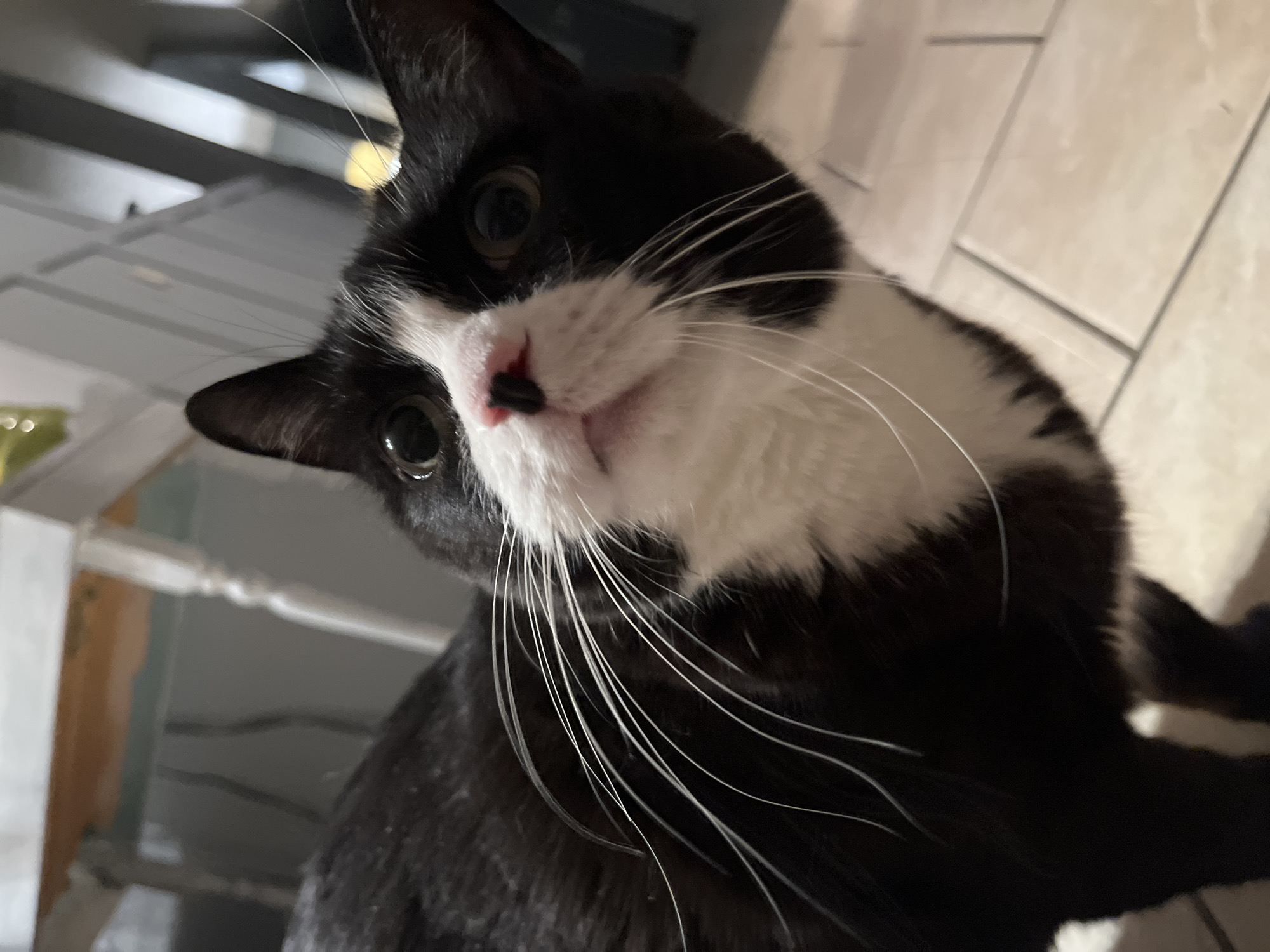 A close-up, low-angle shot focuses on a black and white tuxedo cat with a pink nose. The cat's head is tilted, and its whiskers are prominent. The background includes a light-colored tiled floor and the partial view of what appears to be a table and chairs. The location is not identifiable from the image.