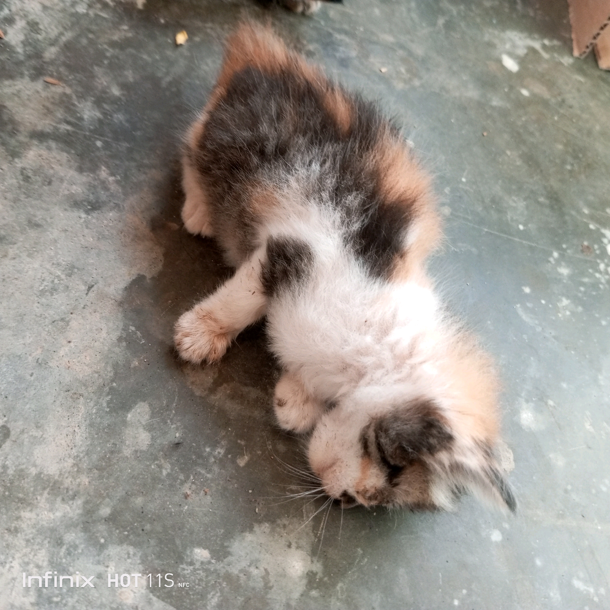 The image depicts a deceased calico kitten lying on a textured concrete surface, likely outdoors. The kitten's fur exhibits a pattern of white, black, and orange patches. Its body is positioned on its side, with its paws visible. The concrete ground appears weathered and shows some discoloration and minor debris. The bottom left corner of the image contains the text "Infinix HOT 11S NFC," indicating the device used for capture. The scene is devoid of any human presence or interaction.