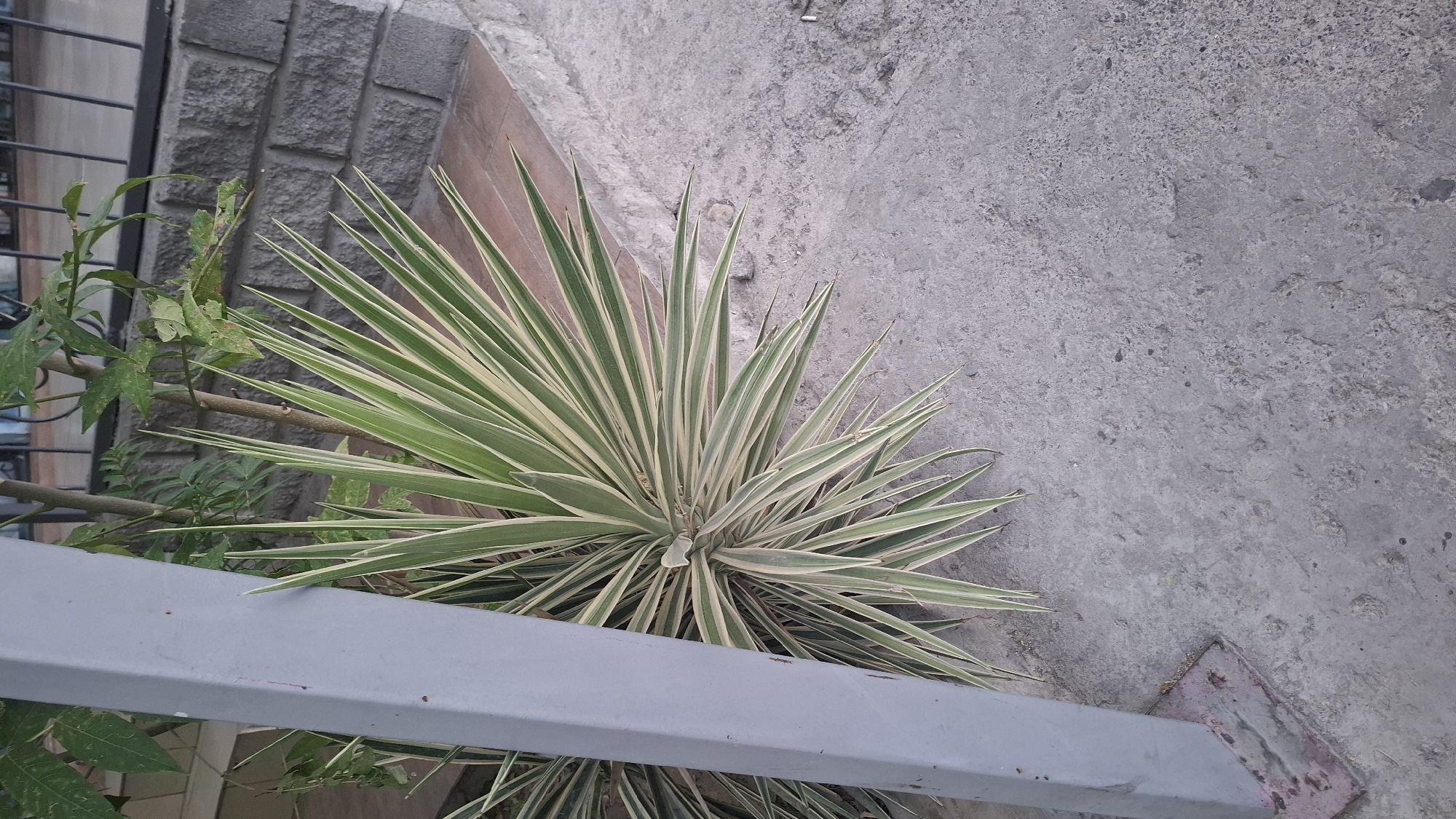 The image captures a close-up view of a variegated yucca plant with sharp, sword-like leaves in green and cream. The plant is positioned outdoors, near a concrete walkway with a rough, textured surface. To the left, a thick, gray metal post, possibly part of a fence or support structure, stands vertically, partially obscuring the plant. Behind the yucca, a thin tree with green leaves is visible, along with a low-lying brick wall and a black metal fence. The lighting suggests it is daytime. The scene is consistent with an outdoor urban or suburban environment, potentially a garden or public space.