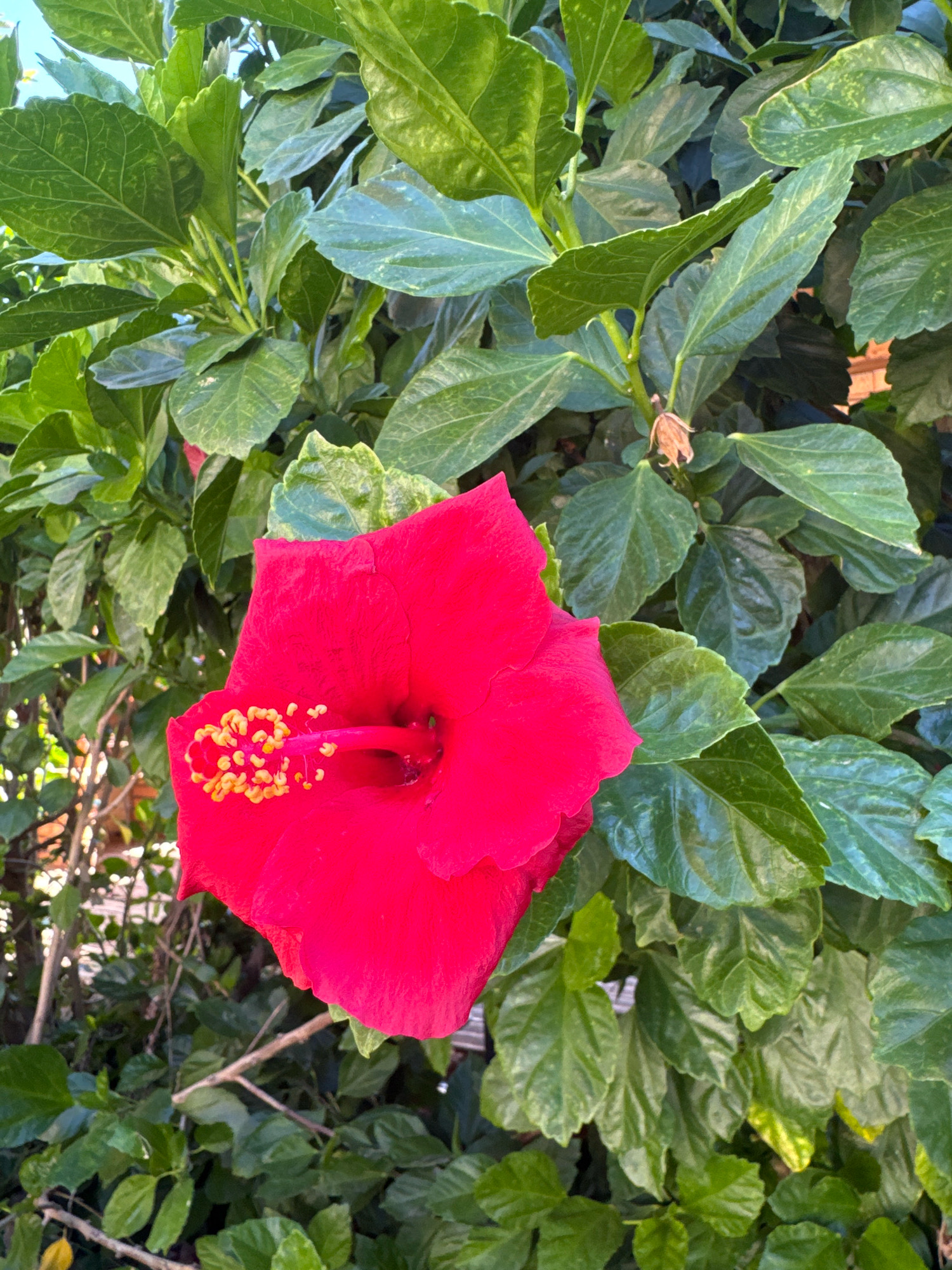 A close-up, eye-level, outdoor shot shows a vibrant red hibiscus flower in full bloom, centered in the lower half of the frame. The flower, with its delicate petals and prominent stamen tipped with yellow pollen, is the primary subject. Behind it, lush green foliage forms a dense backdrop, with some leaves showing lighter green or yellowish variegation. The lighting suggests it is daytime, with sunlight illuminating the scene and casting soft shadows. The image is taken in Albufeira, Portugal, likely in a garden or natural setting, as indicated by the presence of the hibiscus plant and the surrounding greenery.