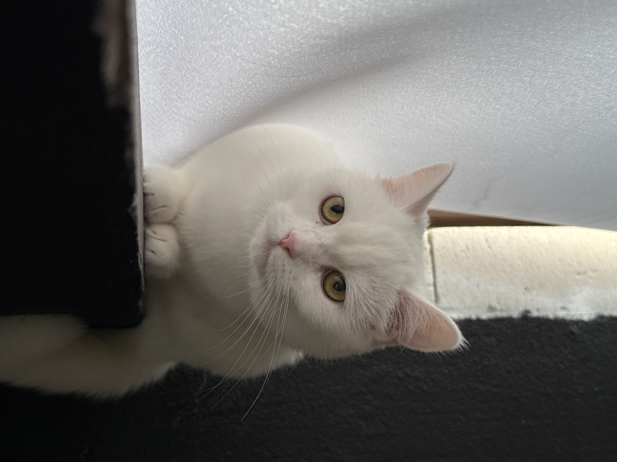 A white cat with yellow eyes is positioned on a dark surface, with its front paws tucked neatly beneath its chest. The cat is facing the camera, with its head slightly tilted. The background consists of a white, textured fabric on the left and a dark, textured wall on the right. The lighting appears to be natural, casting soft shadows. The scene is indoors, likely in a domestic setting.