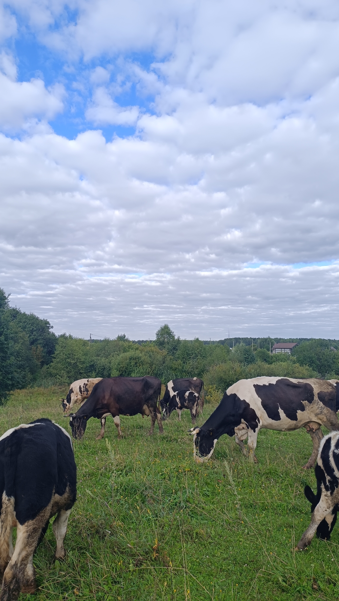 The image depicts a herd of cows grazing in a grassy field under a cloudy sky. The cows are primarily black and white, with some variations in their markings. They are spread across the field, with several in the foreground and middle ground. The background consists of dense green trees and a few distant buildings, suggesting a rural or semi-rural setting. The sky is filled with a mix of white and gray clouds, with patches of blue visible. The overall impression is of a serene pastoral scene. There are no people visible in the image.