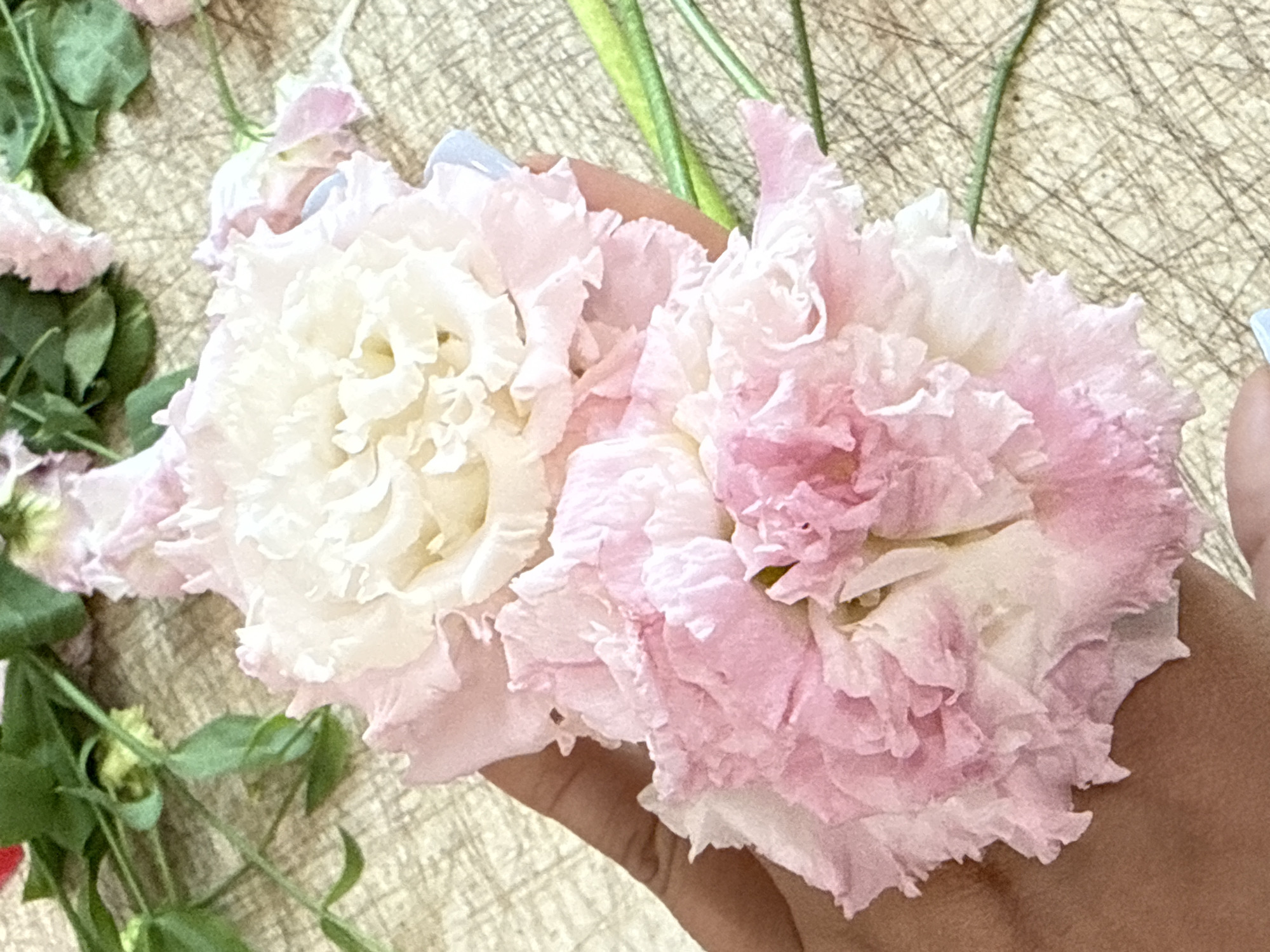 A hand is holding a bouquet of two pink and white lisianthus flowers against a light brown, textured surface. Green stems and leaves are visible in the background, along with a hint of red in the upper left corner. The flowers are delicate and ruffled, with a mix of soft pink and white petals. The hand holding the flowers has light skin tone, and a fingernail painted light blue is visible. The overall lighting is soft and natural. The image does not provide any information about the city of Assinovskaya, Russia.