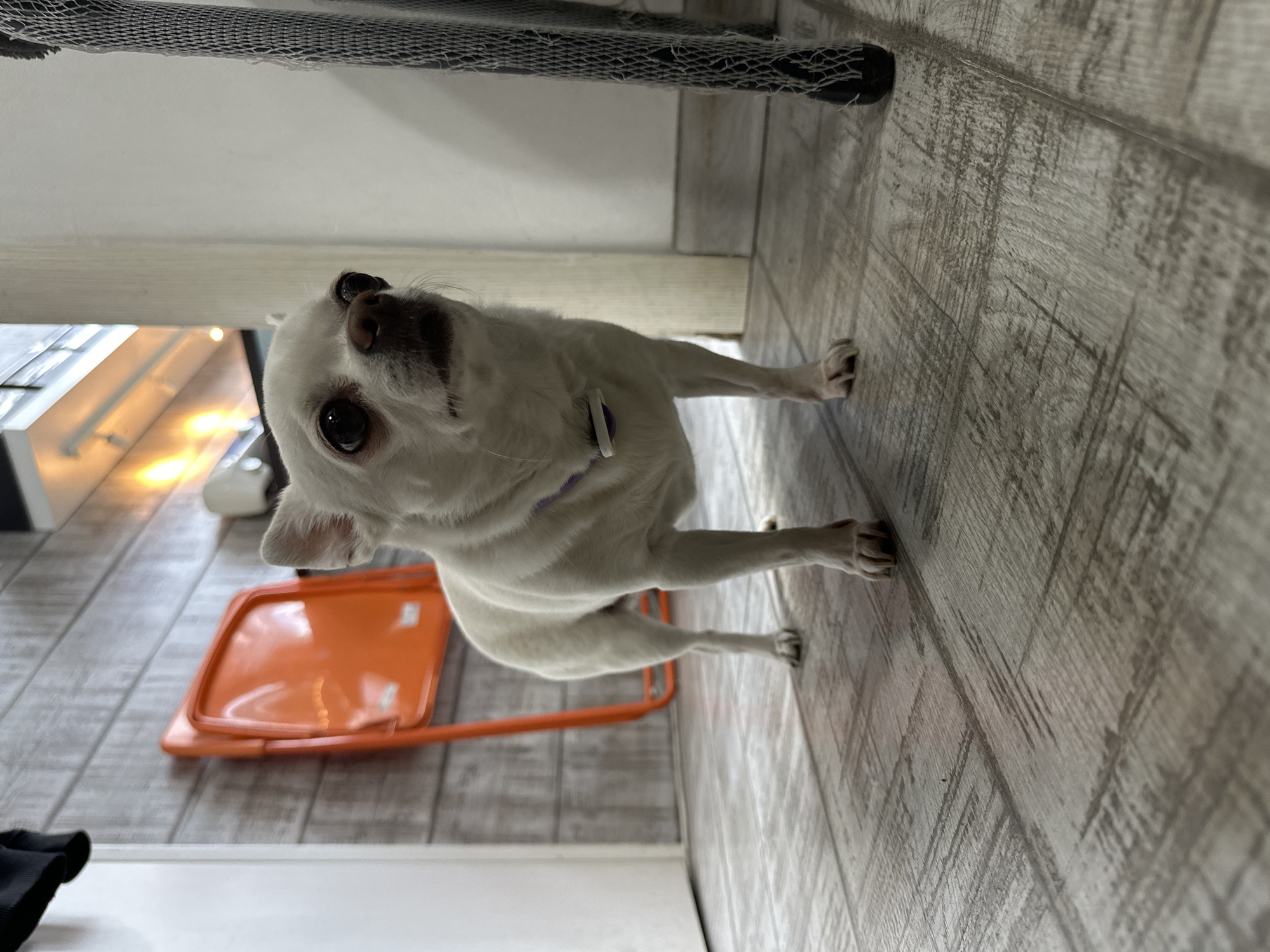 A white Chihuahua stands on a wood-effect floor. The dog is facing the camera with its ears perked and its head slightly tilted. Behind the dog, an orange folding chair is propped against a wall with a wood-plank effect. To the right of the dog is a thin, white pillar and a black chair leg with a textured, mesh-like covering. The environment appears to be indoors, possibly a hallway or living space. There is no indication of the location being Moscow, Russia.