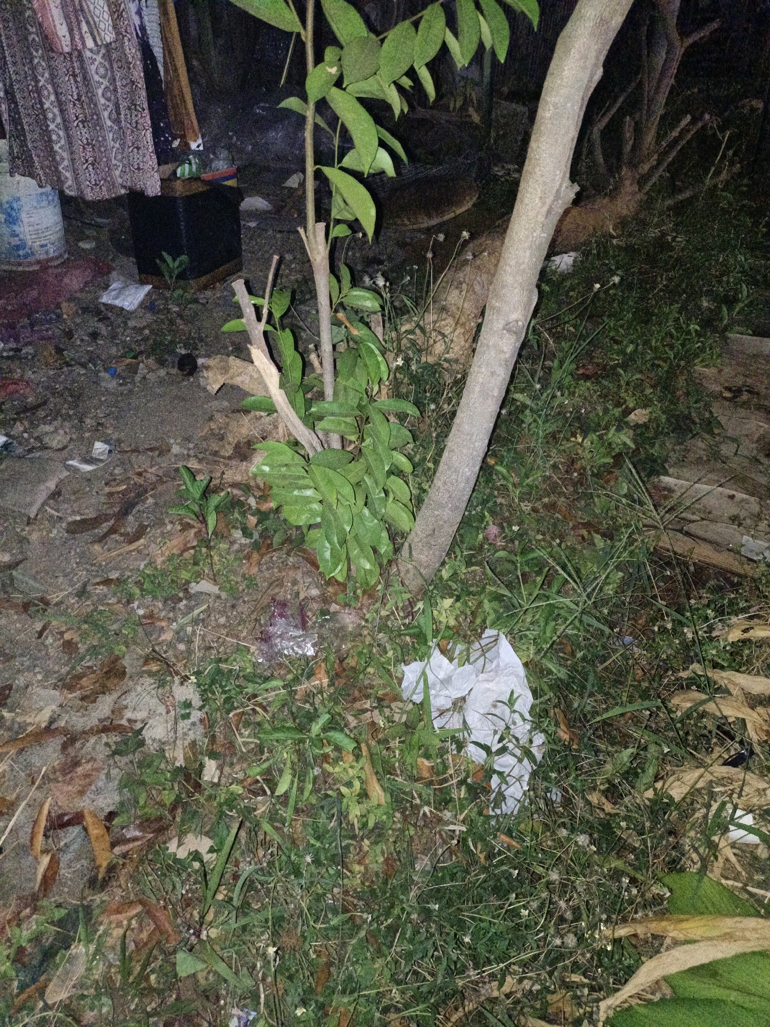The image depicts an outdoor scene, likely at night or in low light, on the ground in Cikal, Indonesia. In the foreground, a young tree trunk stands diagonally, with green leaves extending from its upper branches. The ground is covered with a mix of dry leaves, green grass, and debris. Among the debris is a crumpled white plastic bag. To the left of the tree, a portion of patterned fabric is visible, possibly from clothing or drapery, hanging over a dark, rectangular object. Further left, a blue and white bucket or container is present. The background is dark and indistinct, showing more vegetation and tree branches. The overall impression is one of an untidy outdoor area.