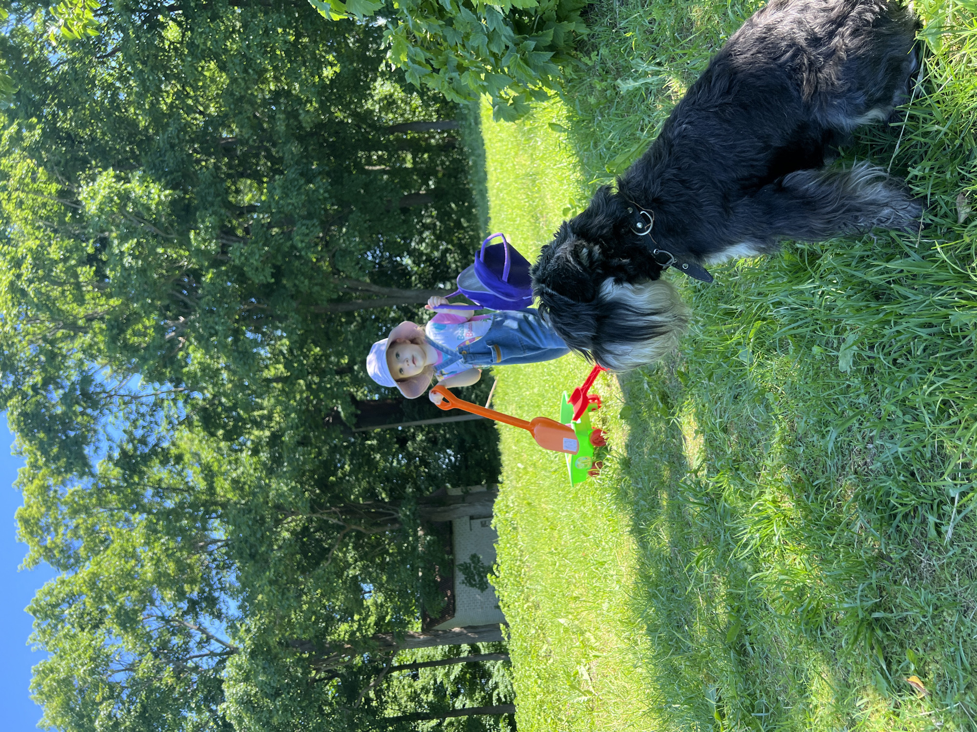 A medium shot captures a young child in denim overalls and a pink sun hat, holding a purple bag, standing in a grassy area next to a toy wagon with a shovel. The child is looking towards the camera. A black and gray schnauzer dog is in the foreground, sitting and looking to the left. The background features lush green trees under a clear blue sky and a small building. The scene suggests an outdoor activity in a park or backyard.
