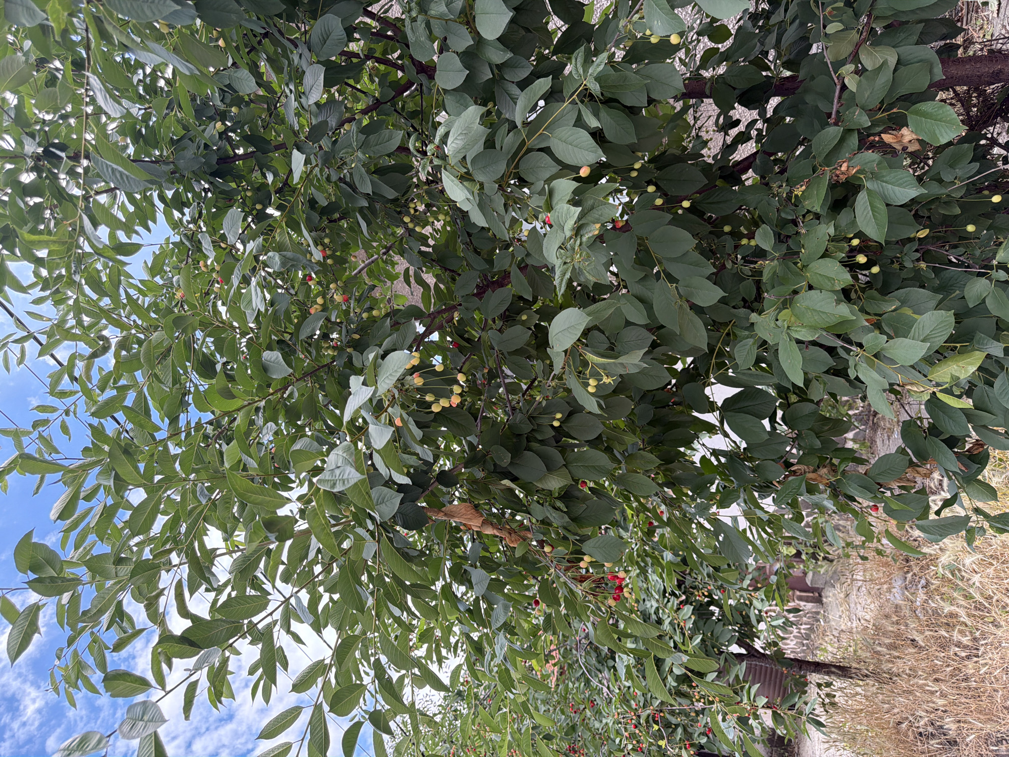 This is a photograph of a cherry tree laden with ripening fruit, taken outdoors. The tree has dense green foliage and is abundant with small cherries, some appearing yellow or light red, and others a deeper red, indicating varying stages of ripeness. The branches are laden with clusters of cherries hanging down. In the background, a dry, grassy area is visible, with a rough stone wall and building structure suggesting a residential or garden setting. The sky above is blue with scattered white clouds. The image captures a natural scene with a focus on the fruit-bearing tree. The photograph is likely taken in Pazardzhik, Bulgaria, given the context. There are no people or animals visible in the image.