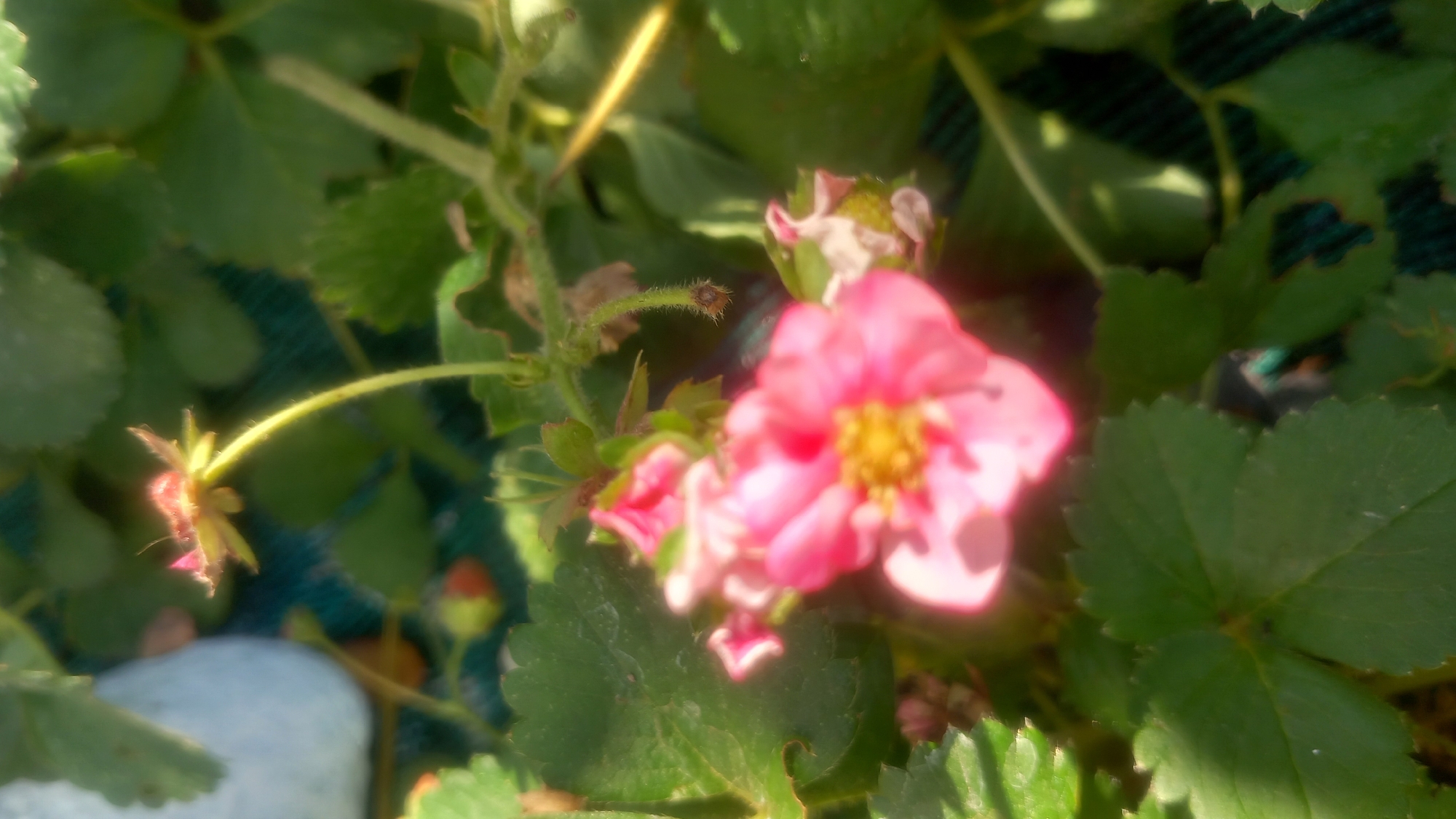 A close-up, out-of-focus shot of pink strawberry blossoms and green leaves, bathed in sunlight. A pale blue, possibly ceramic, object is visible in the blurred background on the left. The scene appears to be outdoors, possibly a garden or balcony, in Agios Nektarios, Greece.