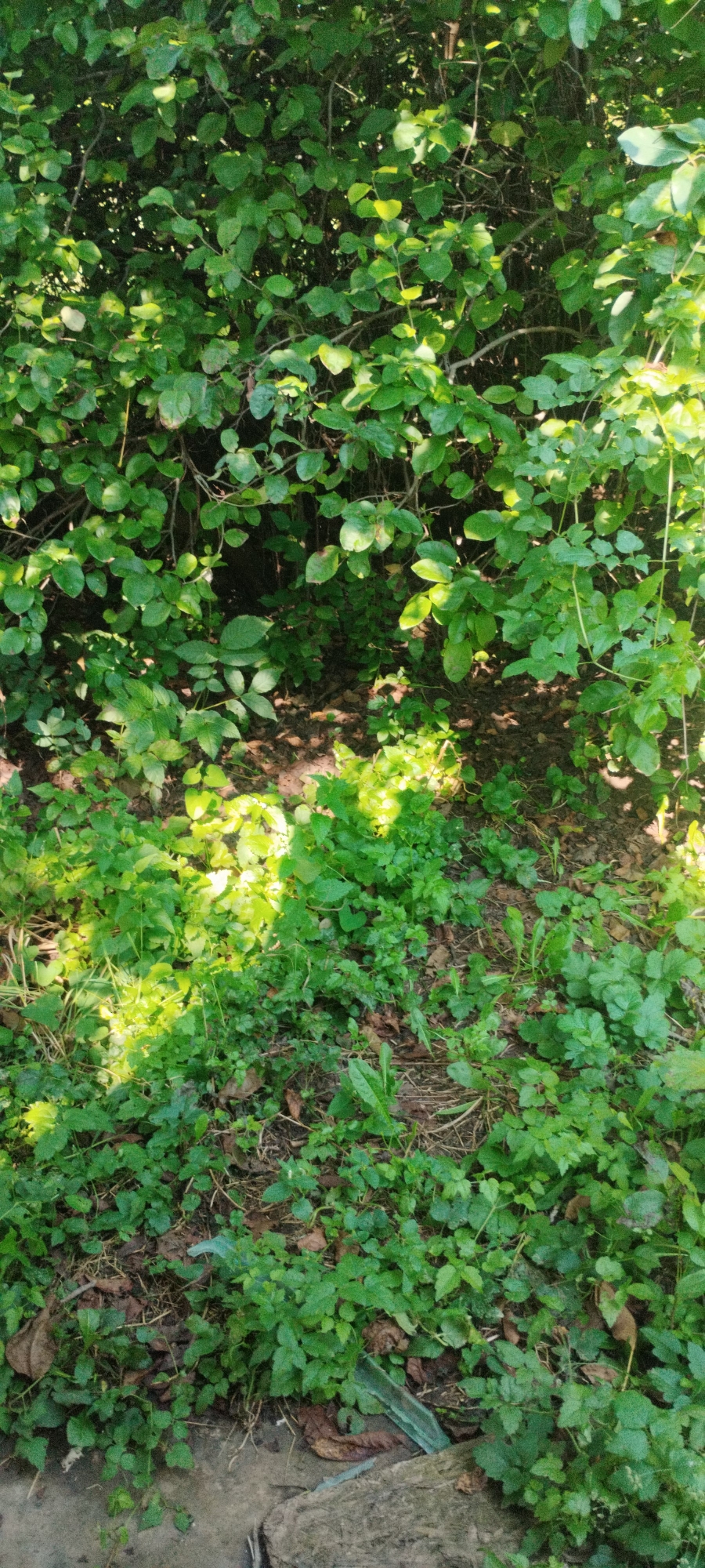 The image depicts a dense undergrowth of green foliage, characterized by numerous small, rounded leaves and some larger, serrated leaves. Sunlight filters through the canopy, creating patches of bright illumination on the ground, which is covered in fallen leaves and twigs. The overall impression is one of a natural, overgrown area. No specific landmarks or elements that would indicate its location within the city of Yaroslavskaya, Russia, are visible. The scene appears to be a natural, unmanicured section of vegetation.