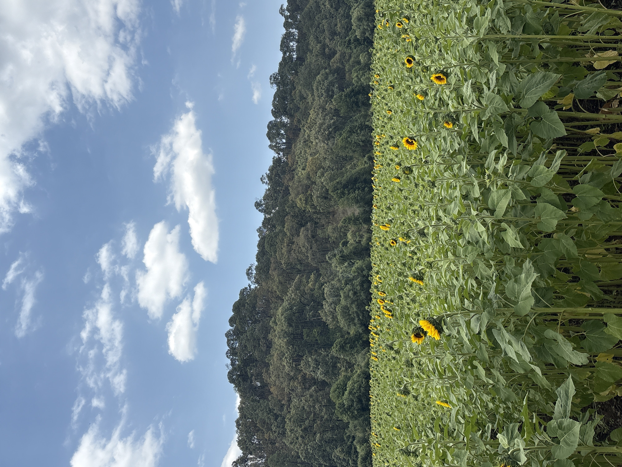 The image depicts a sunflower field in Real de Arriba, Mexico. The sky is blue with scattered white clouds. A forested mountain ridge borders the field on one side. The field is filled with sunflowers, most of which are in bloom. The plants are green and leafy, densely packed together.