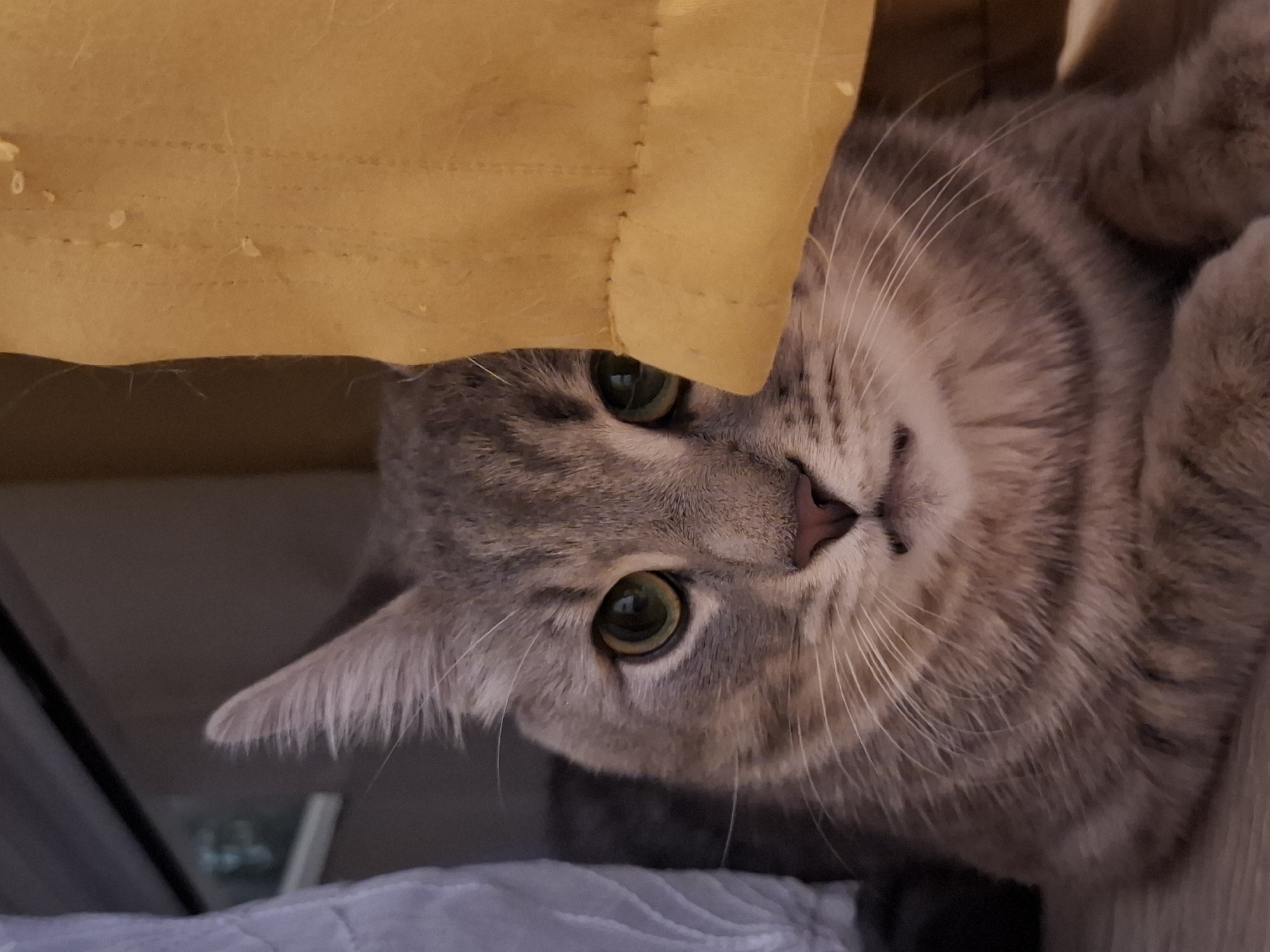 A grey tabby cat with green eyes is peeking from behind a yellow curtain. The cat's left ear is pointed upwards, and its gaze is directed towards the camera. The background is out of focus, with hints of white fabric and dark surfaces. The setting appears to be indoors, possibly in a home or an apartment in Zemun, Serbia. The lighting is soft, casting a slight shadow on the cat's face.
