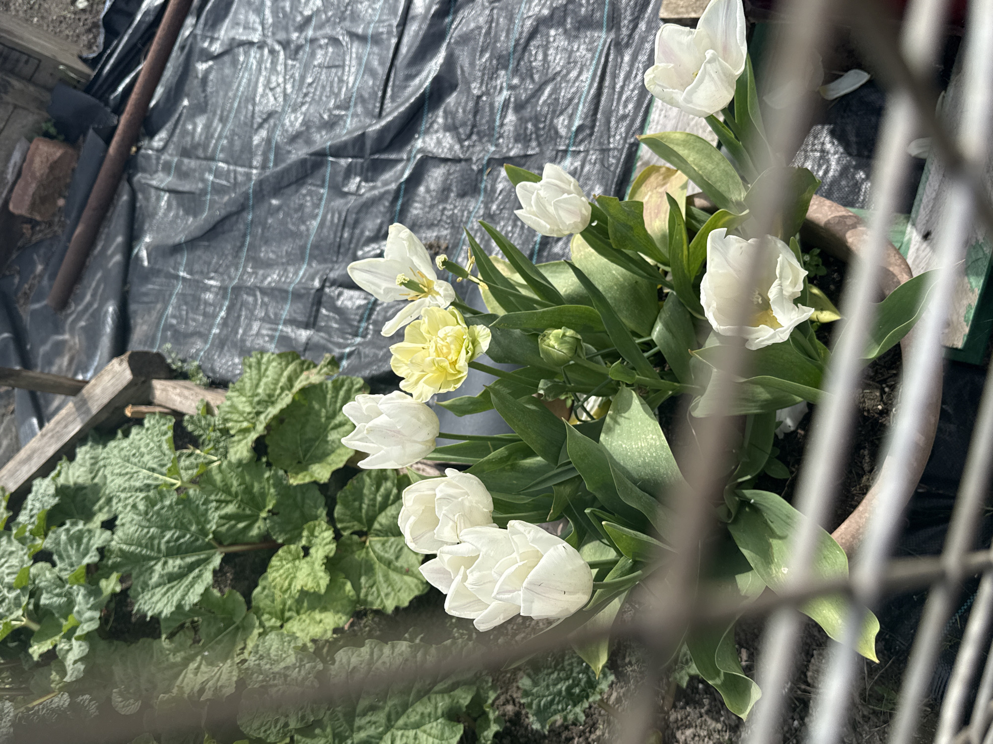 A high-angle shot shows a garden scene, partly obscured by a wire fence. In the foreground, a terracotta pot overflows with white tulips and green foliage, with one pale yellow bloom visible. To the left, rhubarb leaves extend from a garden bed bordered by weathered wood. In the background, black plastic sheeting covers a section of the garden, near gardening tools. The location is Great Yarmouth, United Kingdom.