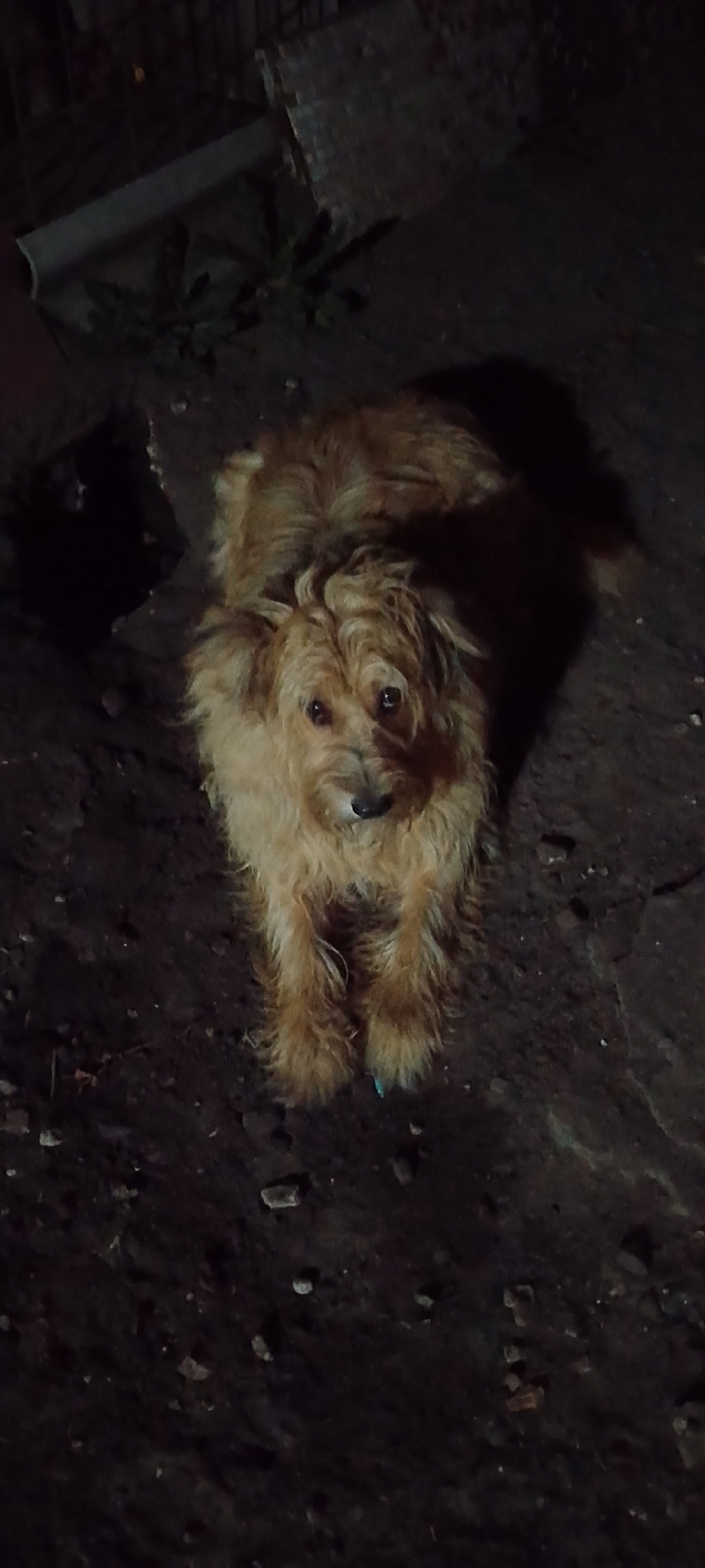 A medium shot shows a light brown, shaggy dog sitting on dark, uneven ground. The dog is looking directly at the camera with large, dark eyes. Its fur is long and messy, covering its face. The dog's paws are visible, with a small blue object near its right paw. The background is dark and out of focus, with some indistinct structures and vegetation. The scene appears to be outdoors at night, possibly in a residential area in Belgorod, Russia. The lighting is dim, casting shadows around the dog.