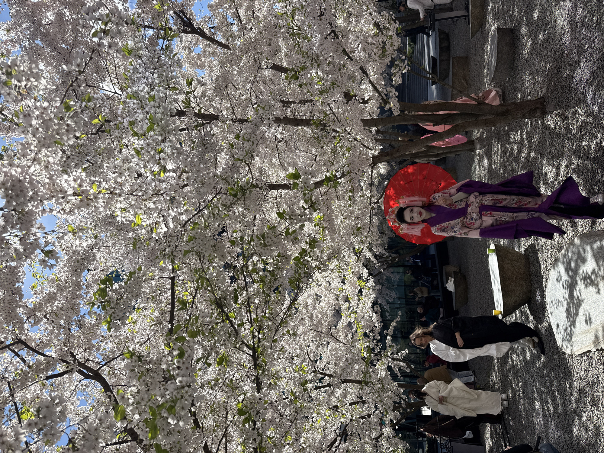 This image, taken in Kyiv, Ukraine, presents a vibrant outdoor scene dominated by numerous cherry blossom trees in full bloom under a bright, sunny sky. The photograph is oriented vertically, capturing a picturesque cultural event or gathering.
The central figure is a person adorned in elaborate traditional Japanese attire. They stand on a gravel path, holding a striking red parasol above their head. Their face is meticulously made up in the style of a geisha, featuring white foundation, prominent red lipstick, and intricate hair ornaments. They are wearing a long, purple kimono with a delicate floral pattern and a broad, dark purple obi. White footwear completes the ensemble.
The surroundings are a canopy of white and light pink cherry blossoms, densely covering the branches of the trees. Small green leaves are also visible amidst the profusion of flowers. Patches of clear blue sky are seen through the branches, indicating fair weather. The sunlight filters through the blossoms, casting dappled shadows on the gravel ground.
In the background, several other people can be observed. Some individuals also appear to be dressed in traditional garments, while others wear casual contemporary clothing, suggesting an audience or participants in the event. Scattered across the gravel are large, flat stone structures, possibly benches or decorative elements, contributing to a tranquil garden ambiance.
The scene depicts a daytime event, likely a celebration of spring and Japanese culture, such as a Hanami (cherry blossom viewing), taking place in Kyiv. No visible text is present in the image.