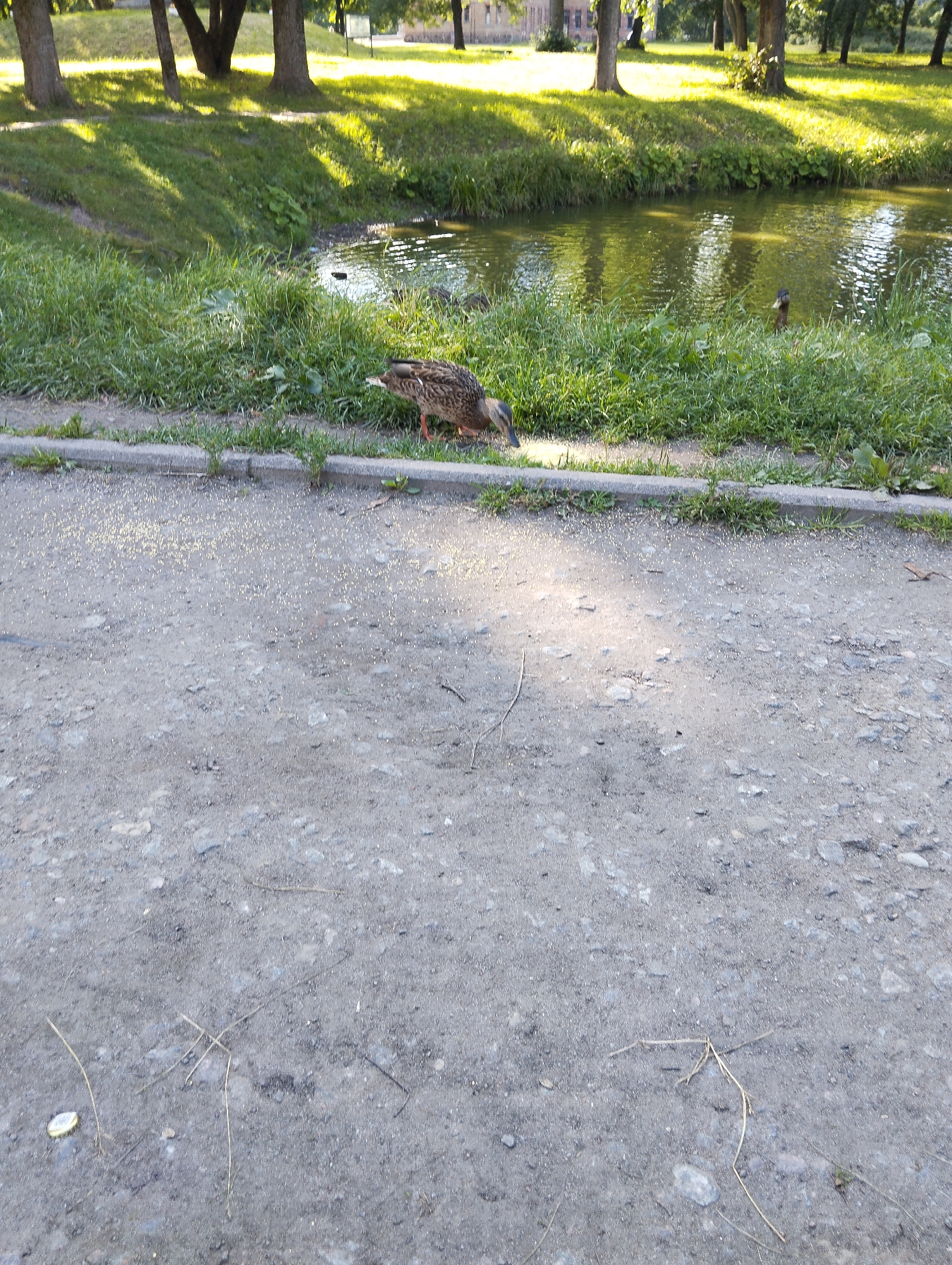 A mallard duck is shown foraging on the edge of a pond in a park, likely in Kingisepp, Russia. The duck is on a gravel path next to a grassy area and the pond. The pond is surrounded by lush green grass and trees, with sunlight casting dappled shadows on the water and ground. In the background, there are more trees and what appears to be a building. There are no people in the image.