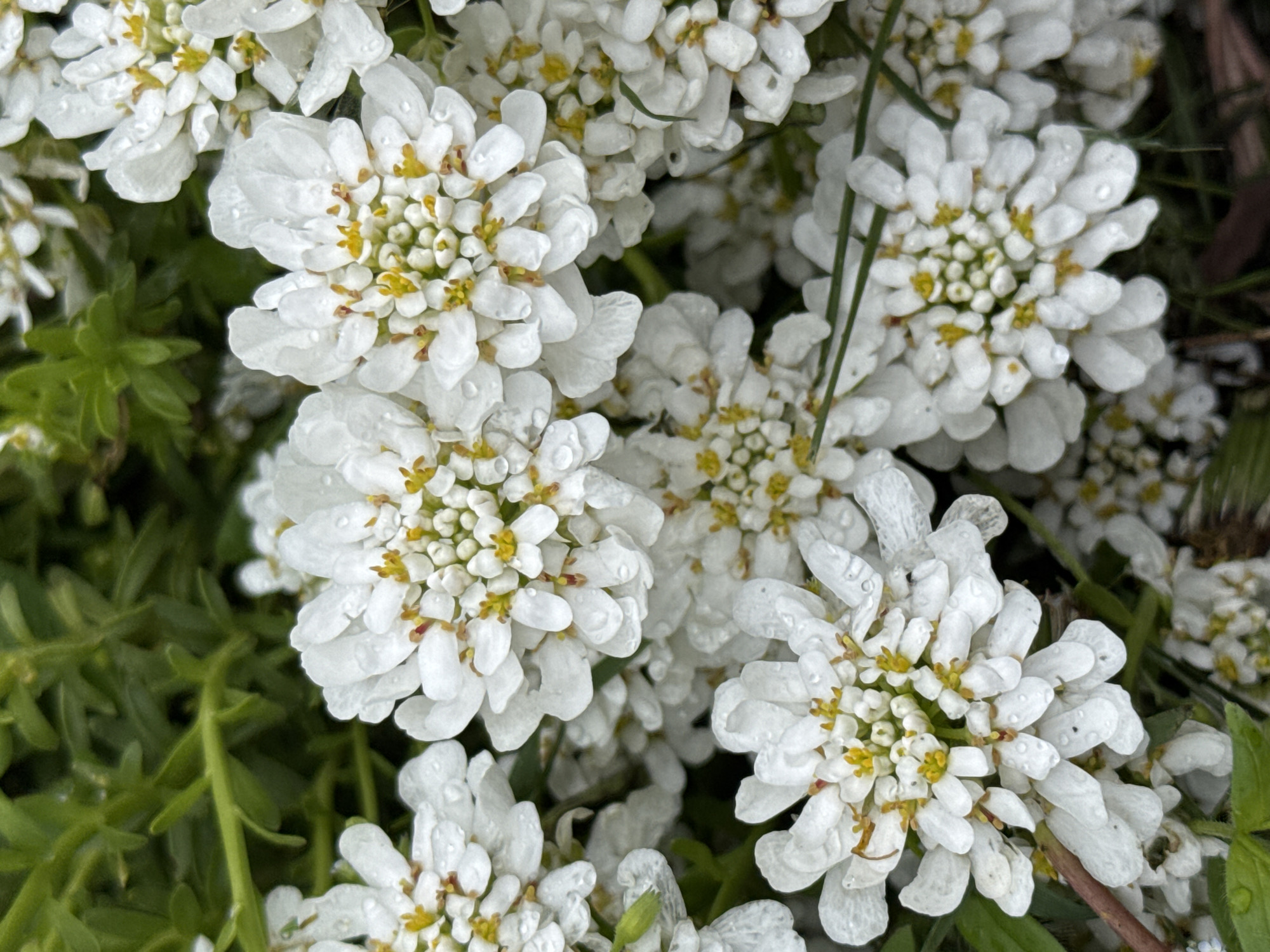 The image features a close-up view of white flowers with yellow centers. Some of the flowers have water droplets on the petals. Green foliage is visible in the background. The location in Saint Petersburg, Russia is unknown.